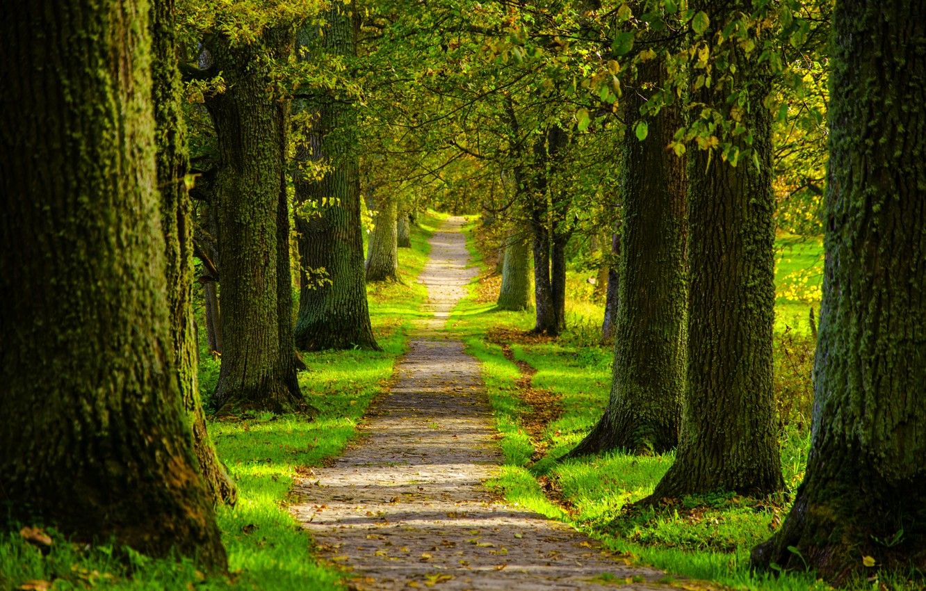 Wallpaper road, forest, trees, nature, Park, spring, forest, road, trees, nature, park, spring, walk, path image for desktop, section природа