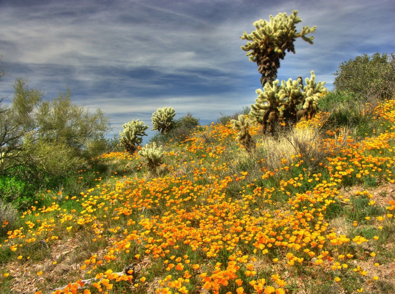 Wallpaper, flowers, Arizona, cactus, spring, desert, poppies, supershot 3255x2419