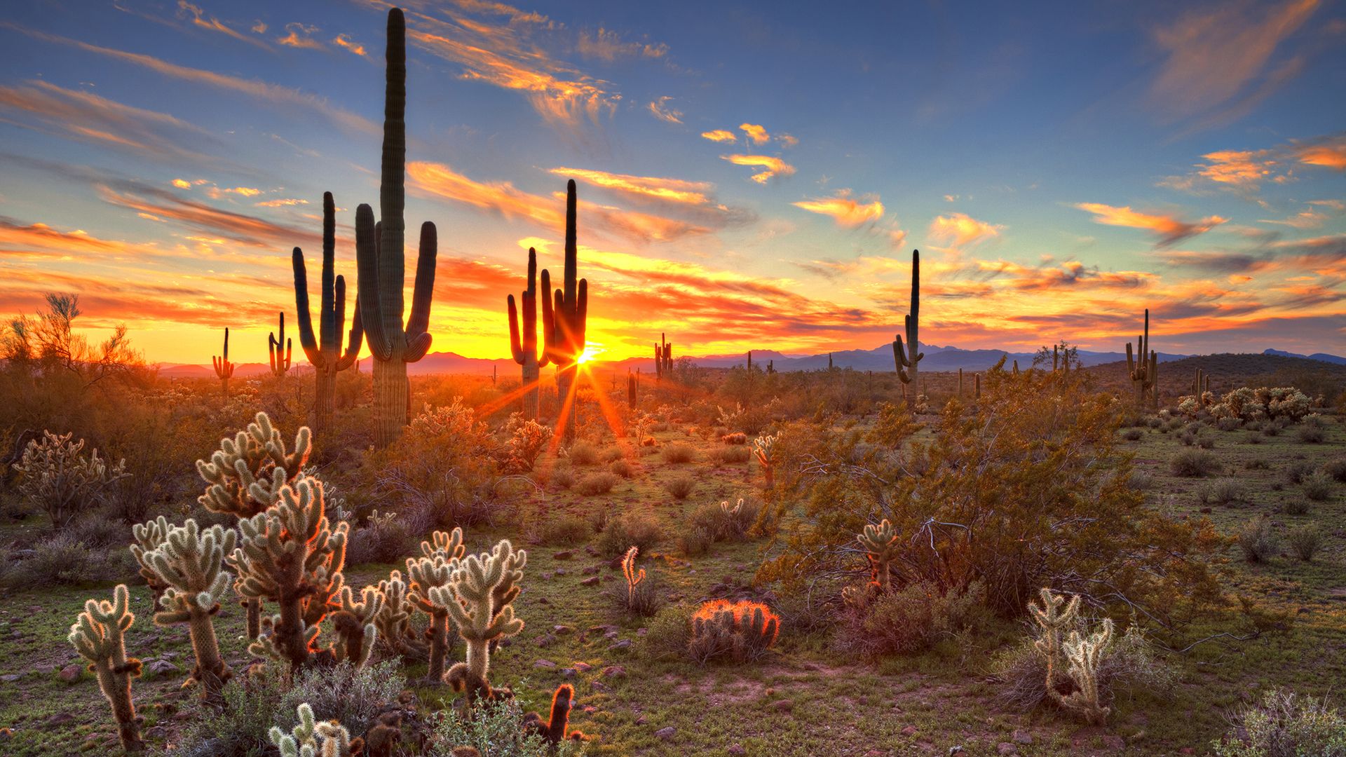 Arizona Picture Of The Desert Wallpaper & Background Download