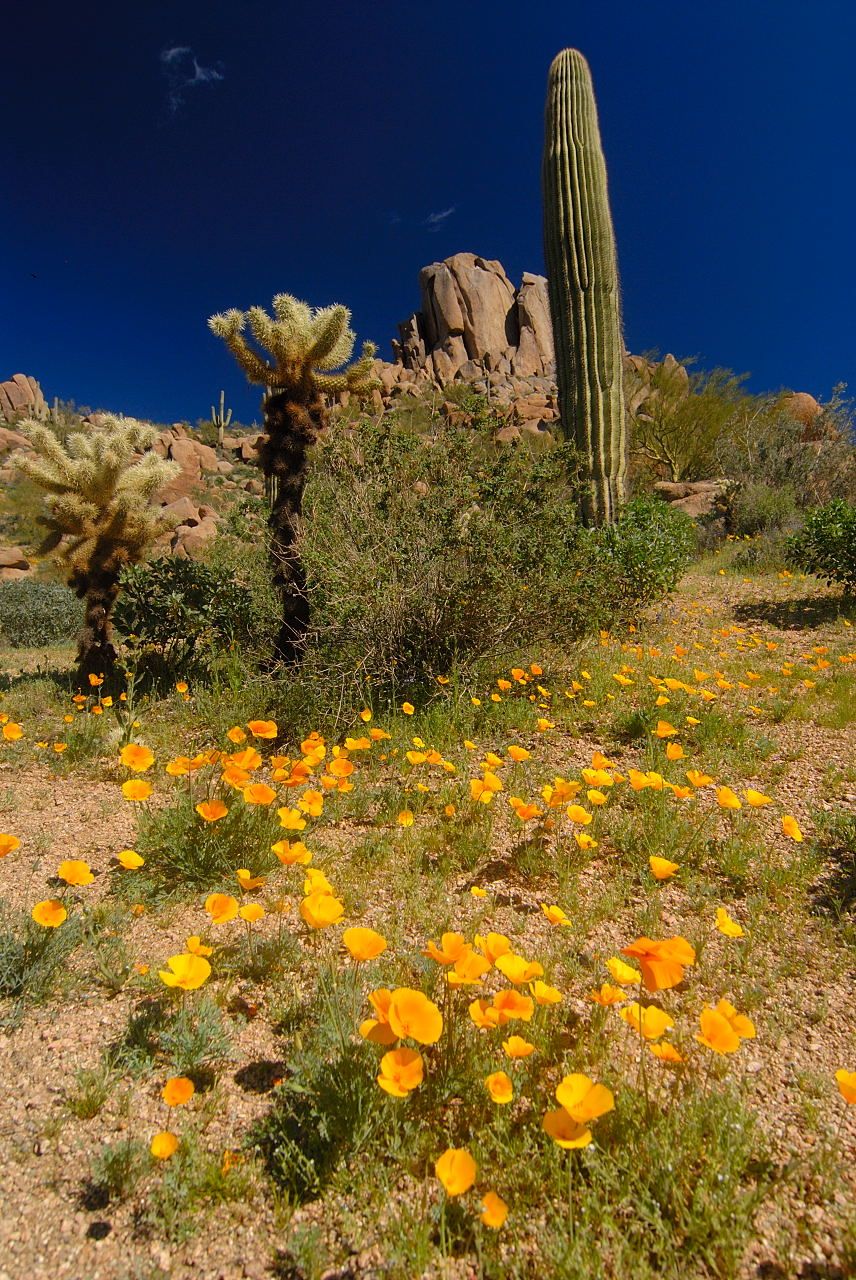 Arizona Wildflowers 2008