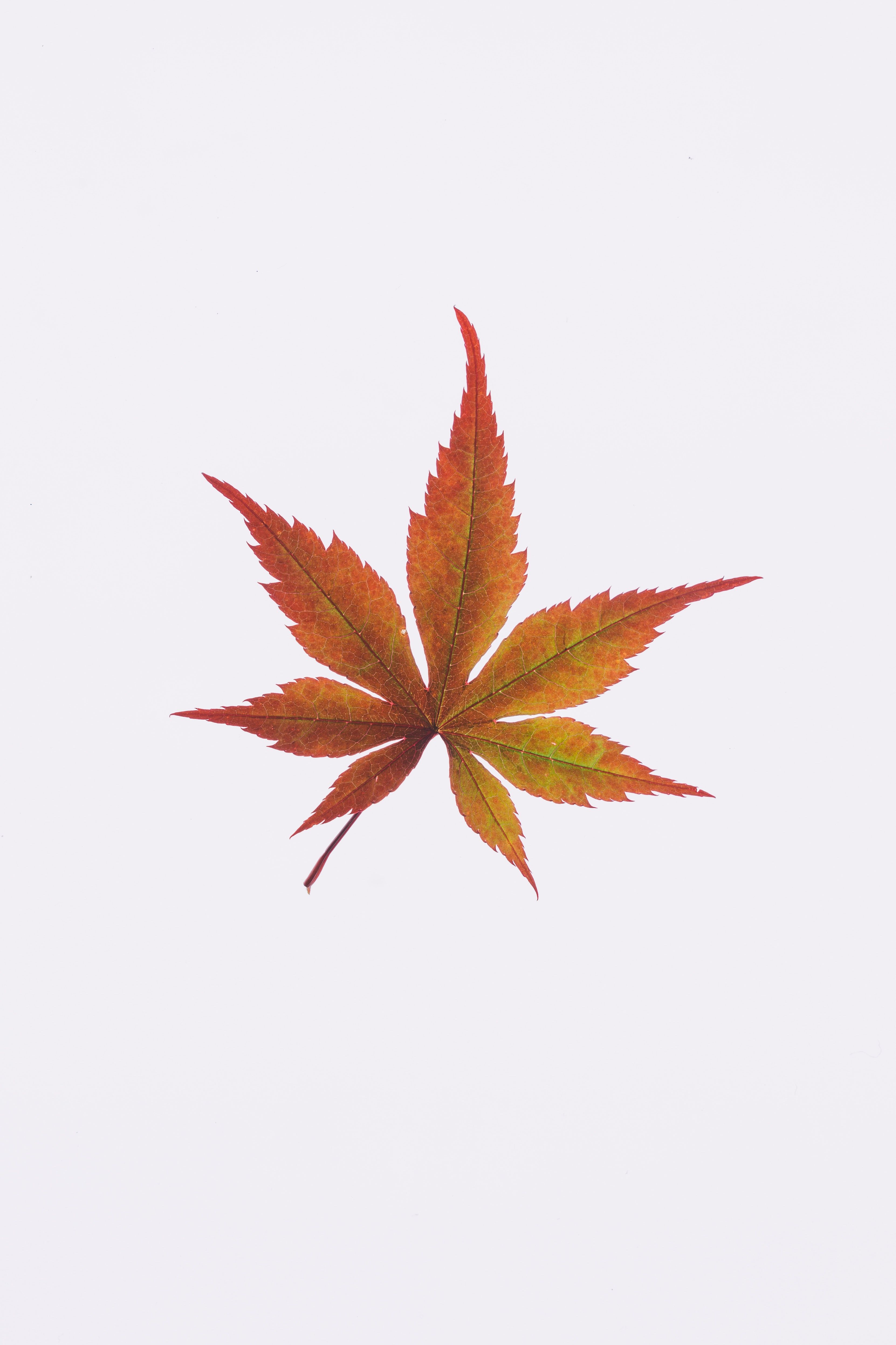 Green Weed Leaf Clipart
