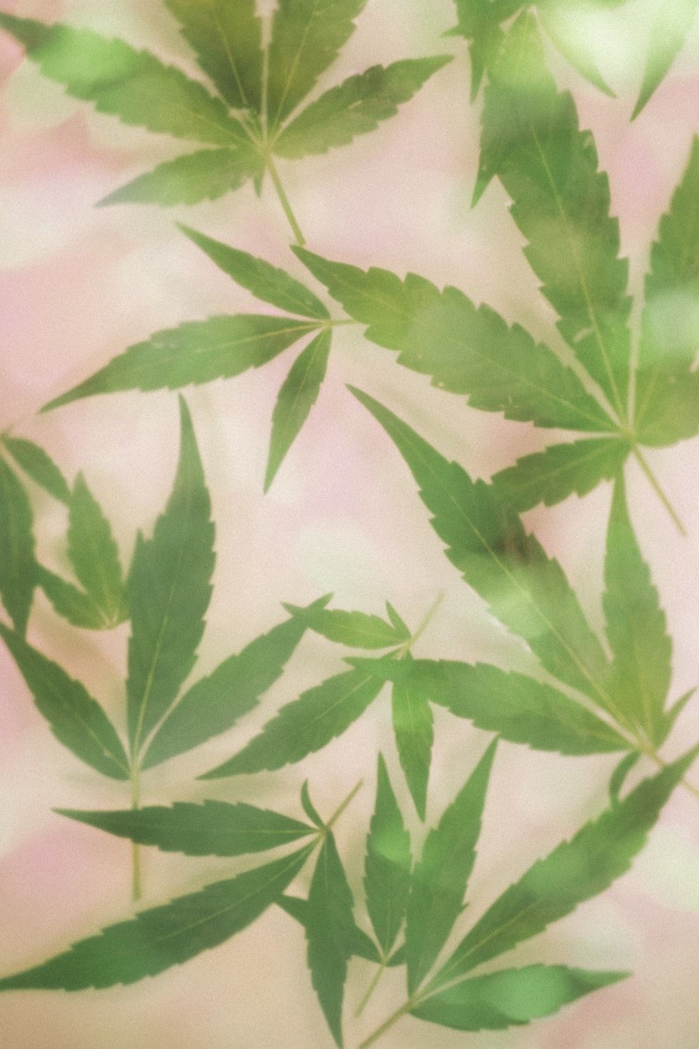 Marijuana Leaf Picture [HD]. Download Free Image