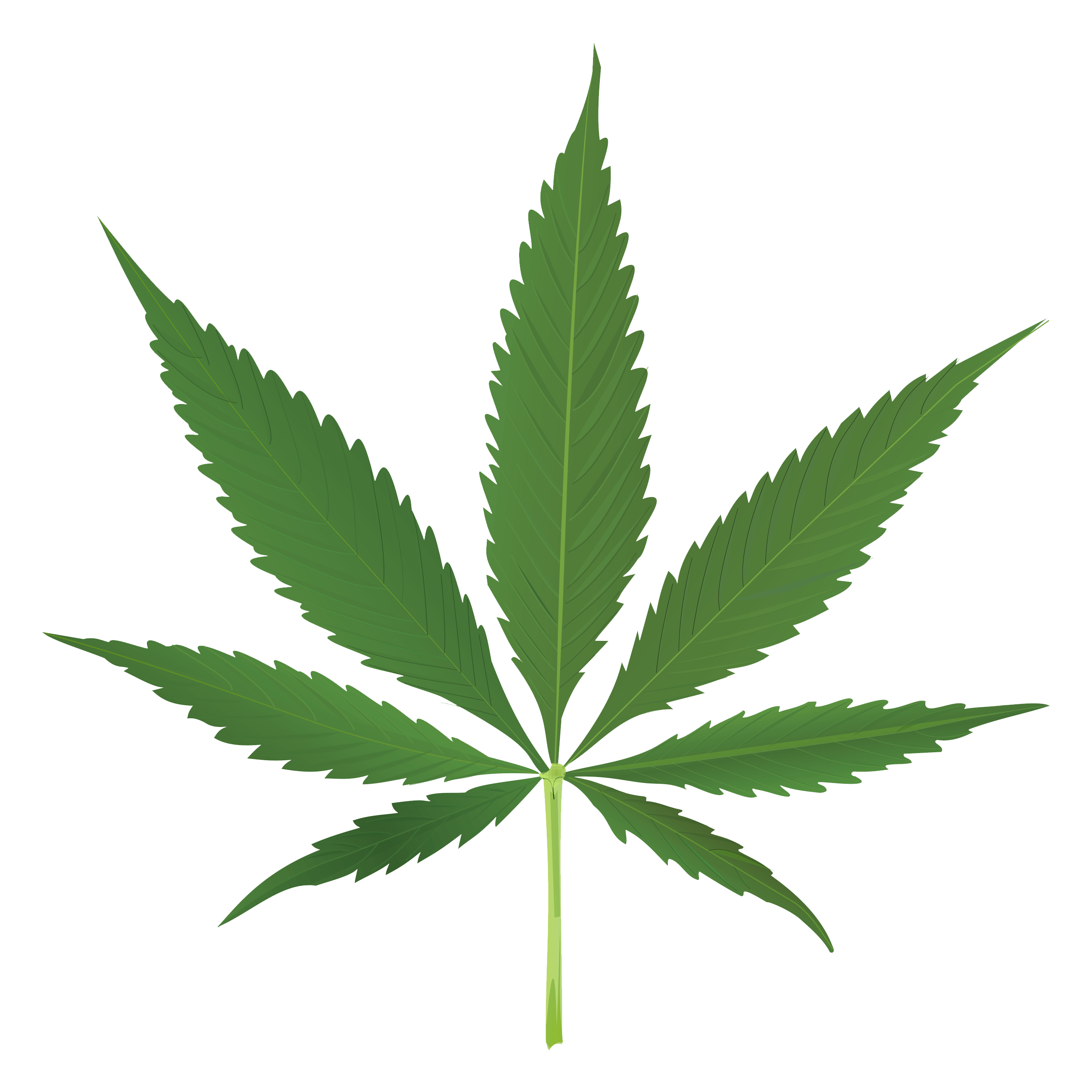 Pot Leaf No Background Background Cannabis Leaf