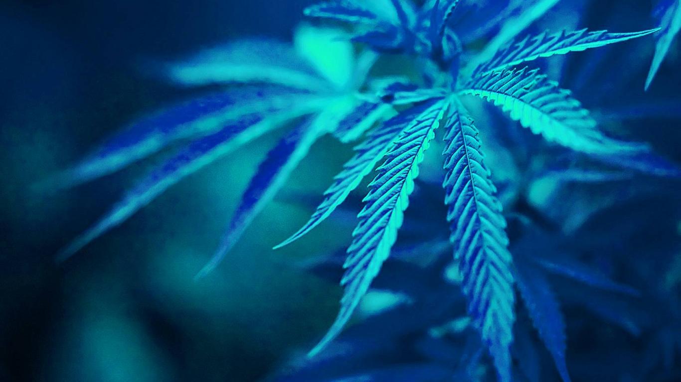 Blue Marijuana Wallpaper