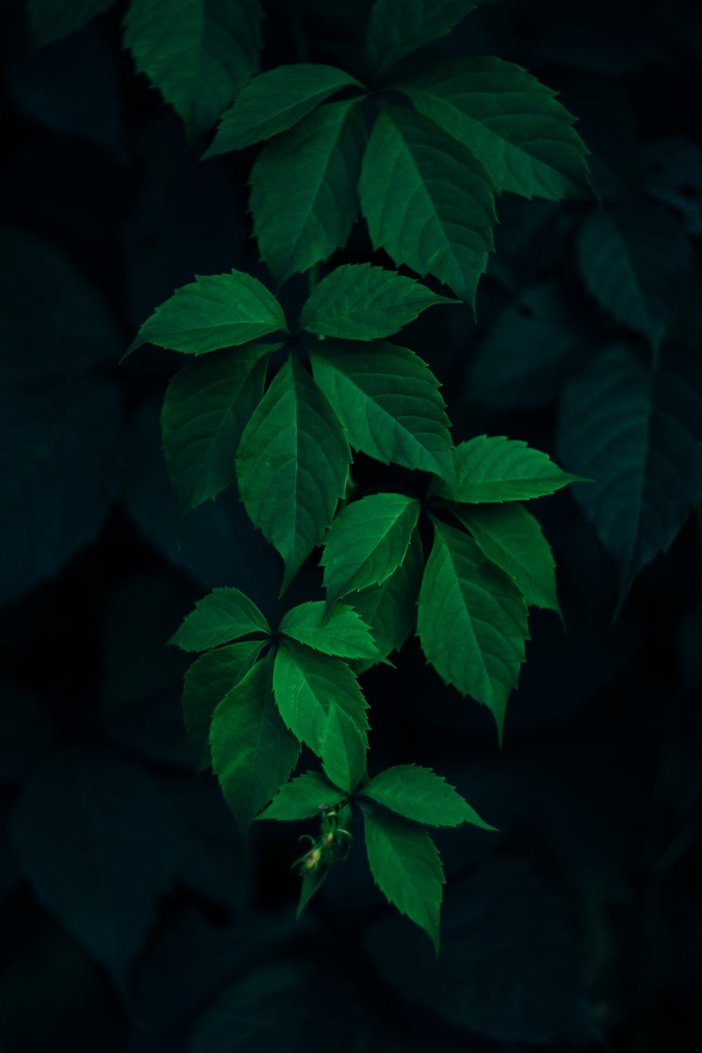 Dark Leaves Picture. Download Free Image