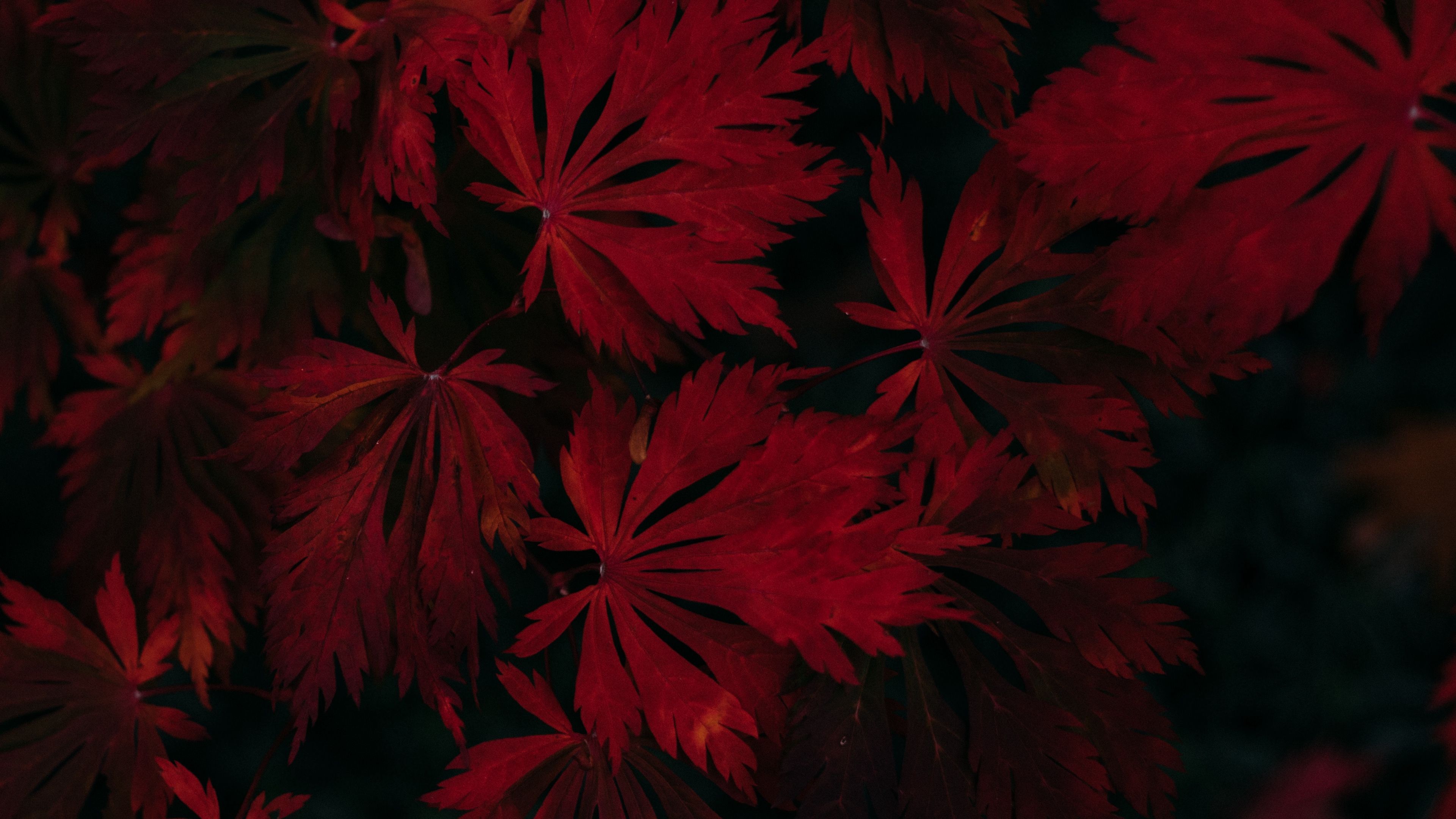 leaves, red, black, dark, plant 4k red, Leaves, Black. Wallpaper, Chinese garden, Black wallpaper
