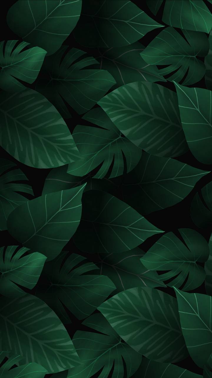 Dark Green Leaves Wallpapers  Wallpaper Cave