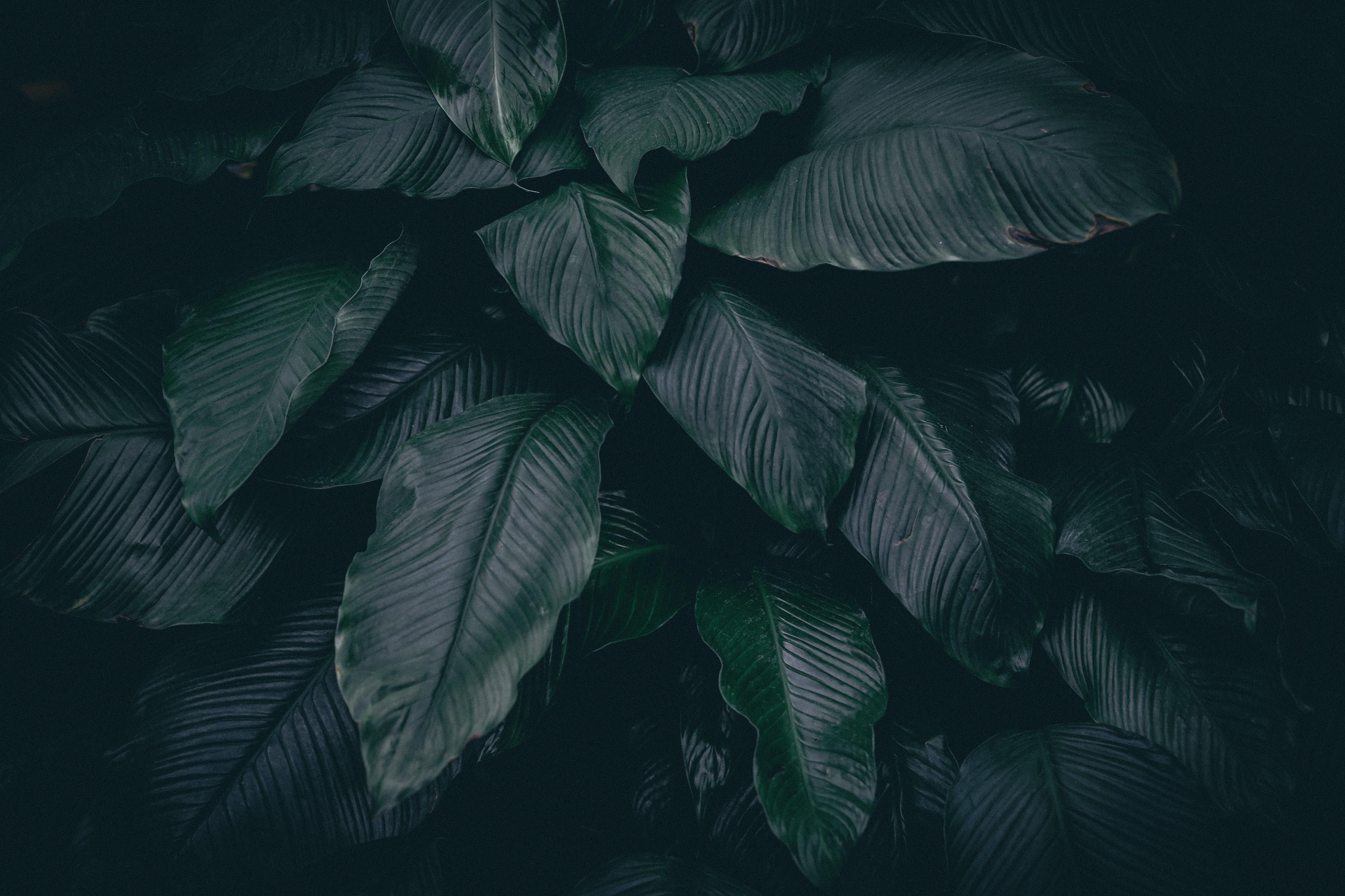 Leaves, Plant, Dark Screen Background iPhone