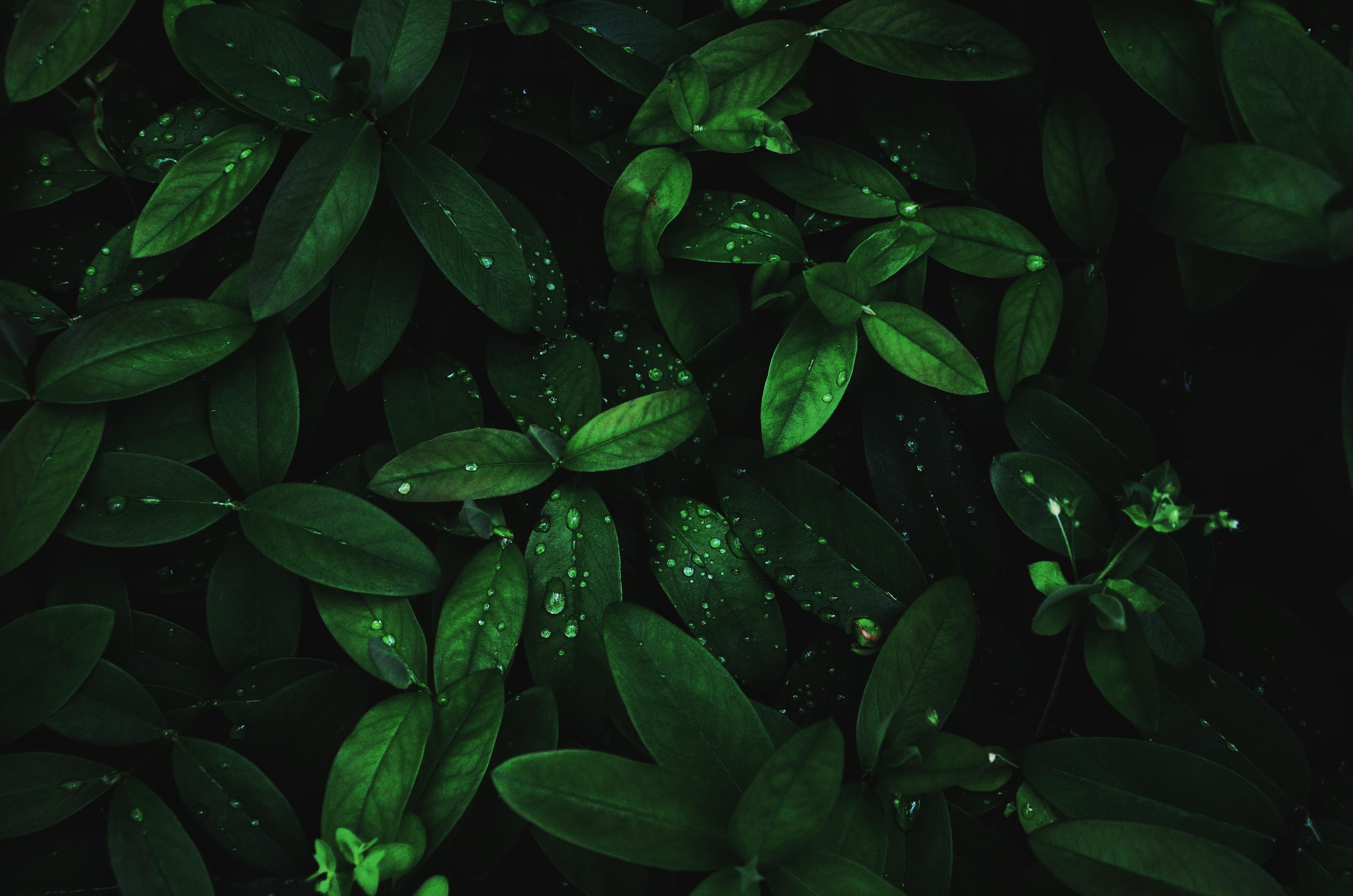 Download wallpaper 4928x3264 leaves, drops, dew, plant, moisture, dark HD background