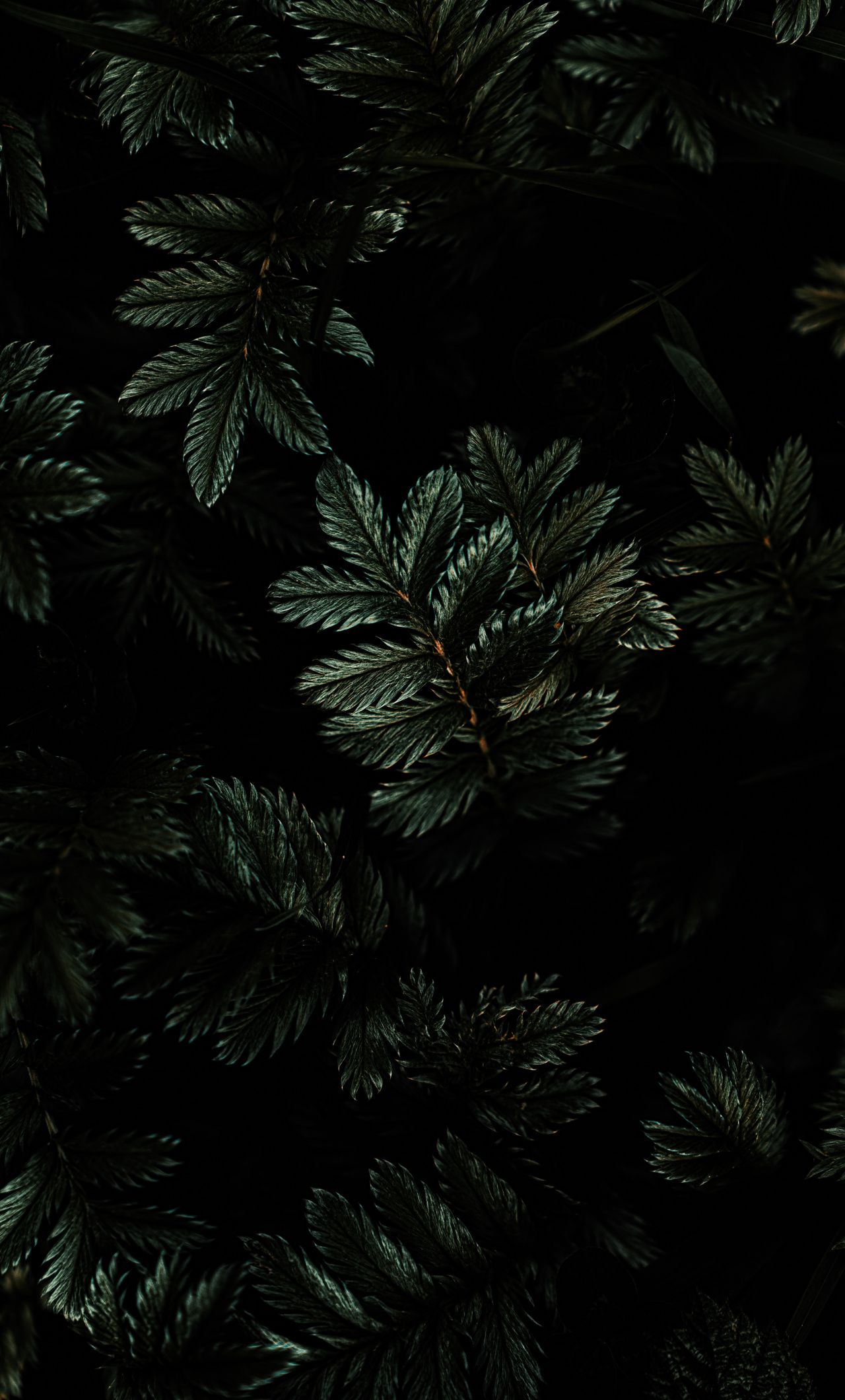 Download Leaves, branches, dark wallpaper, 1280x iPhone 6 Plus