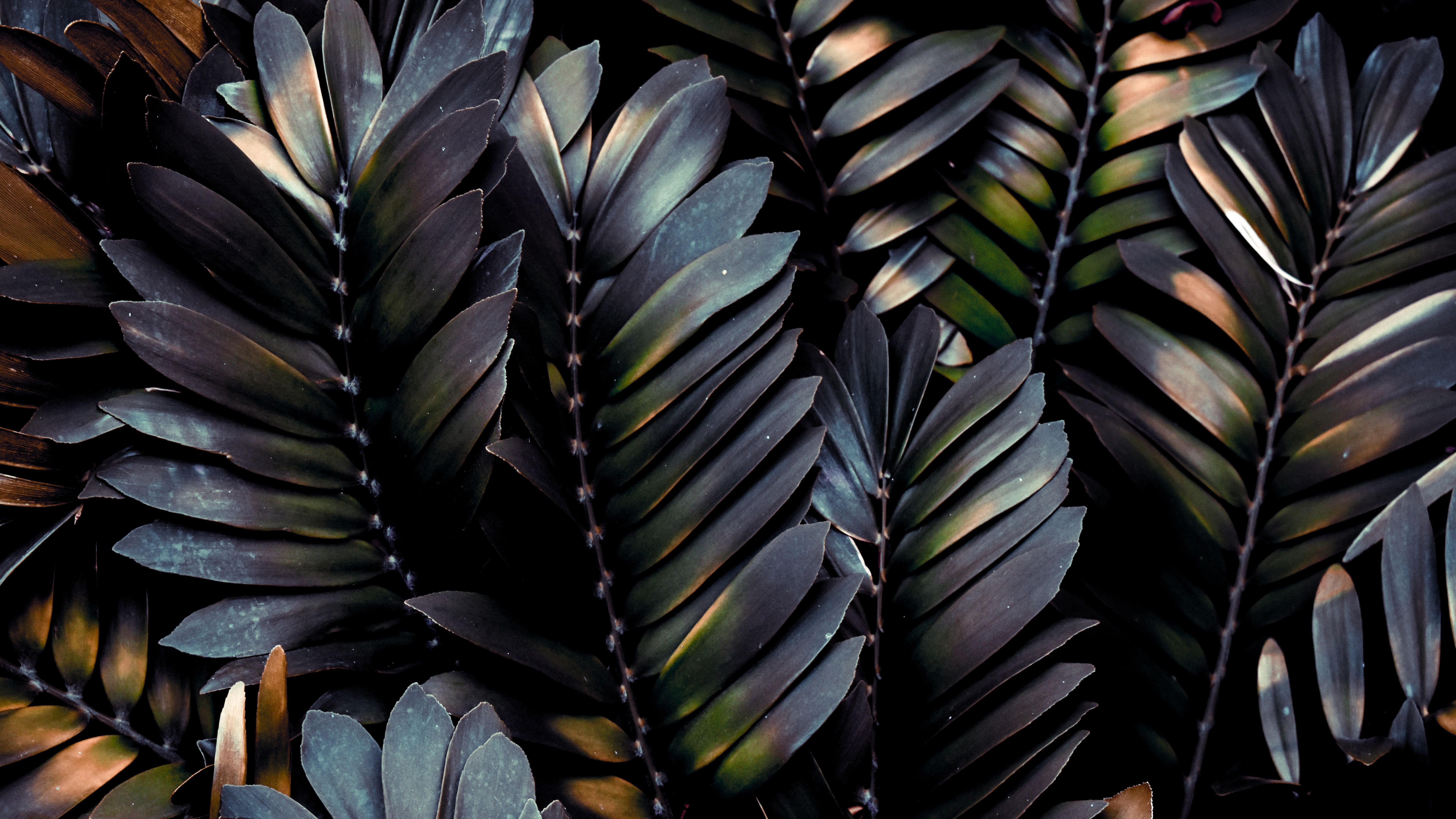 Dark Leaves 5K. Plant wallpaper, Dark wallpaper, Leaves