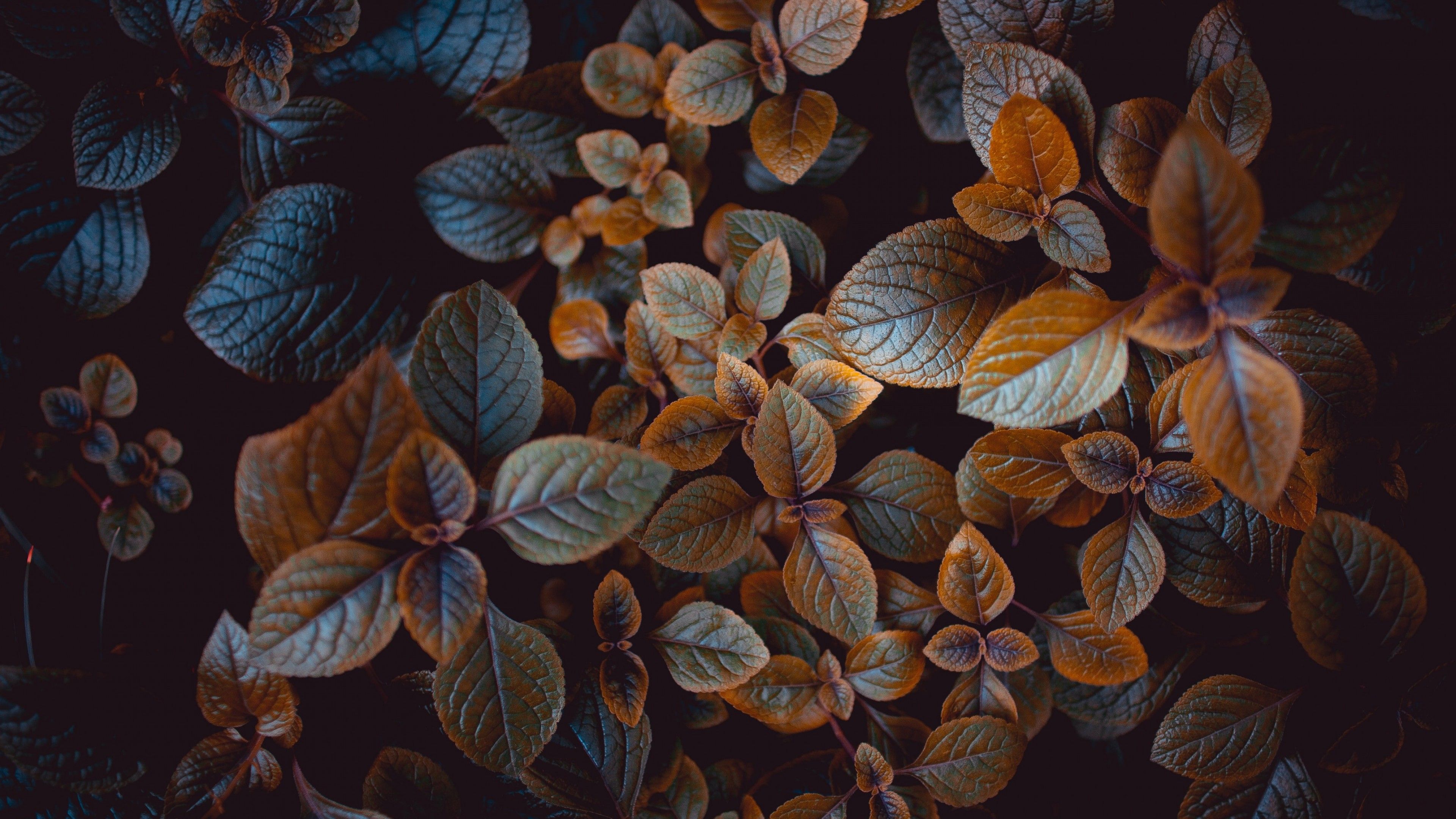 Leaves 4K Wallpaper, Brown, Plant, Nature
