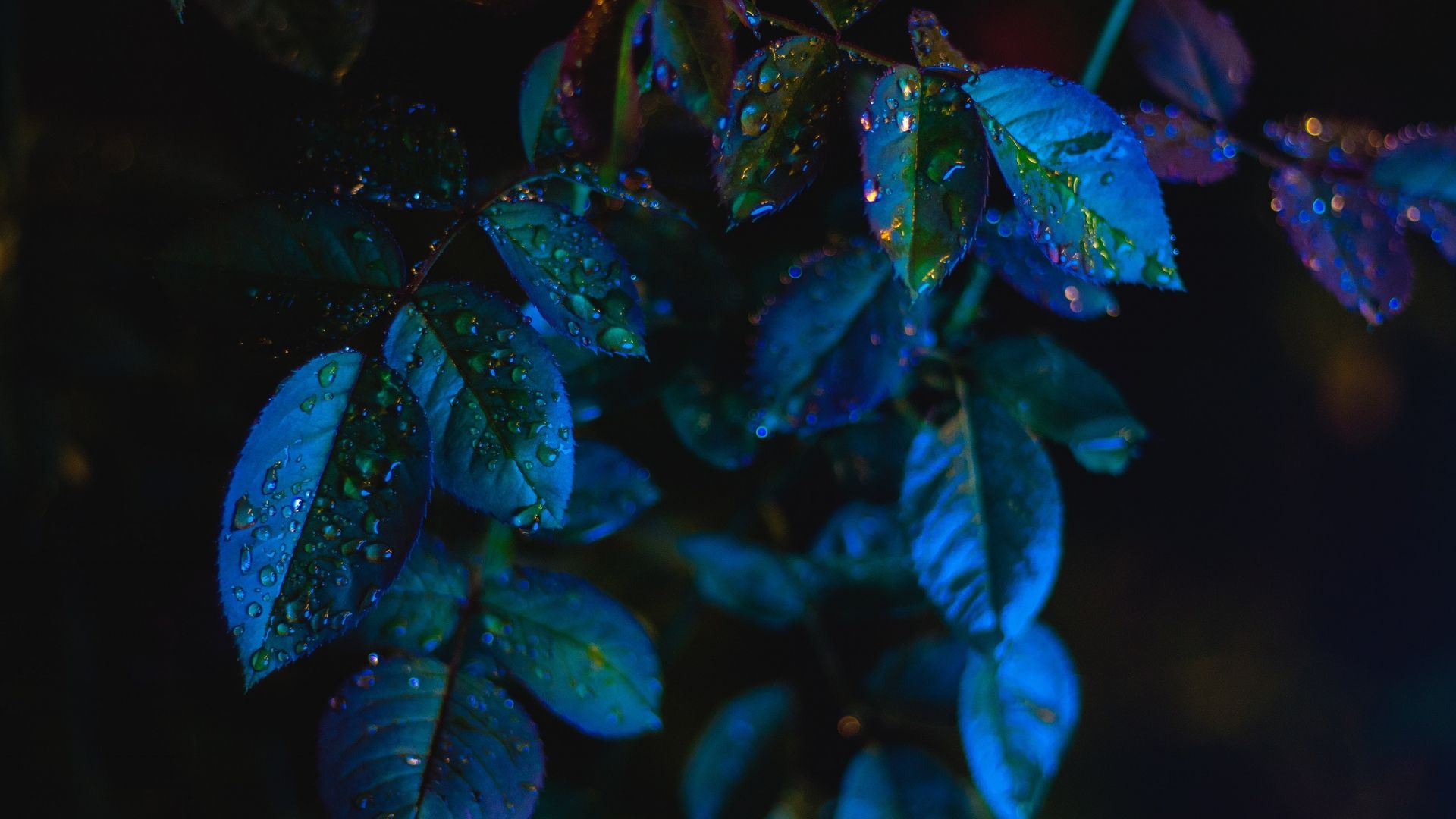 simple, Blue, Dark, Leaves, Water drops, Depth of field Wallpaper HD / Desktop and Mobile Background