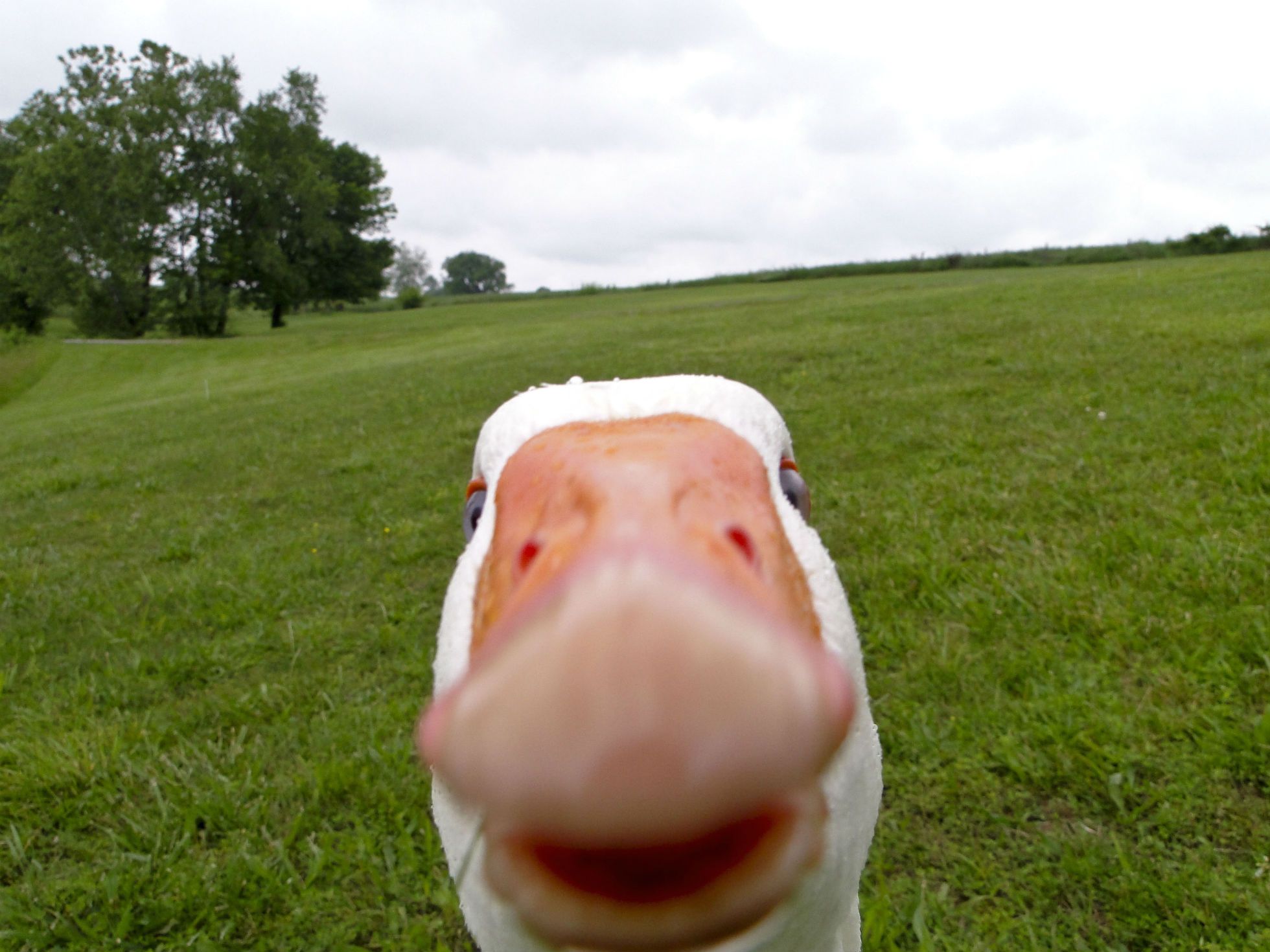 duck, Goose, Geese, Face, Funny Wallpaper HD / Desktop and Mobile Background