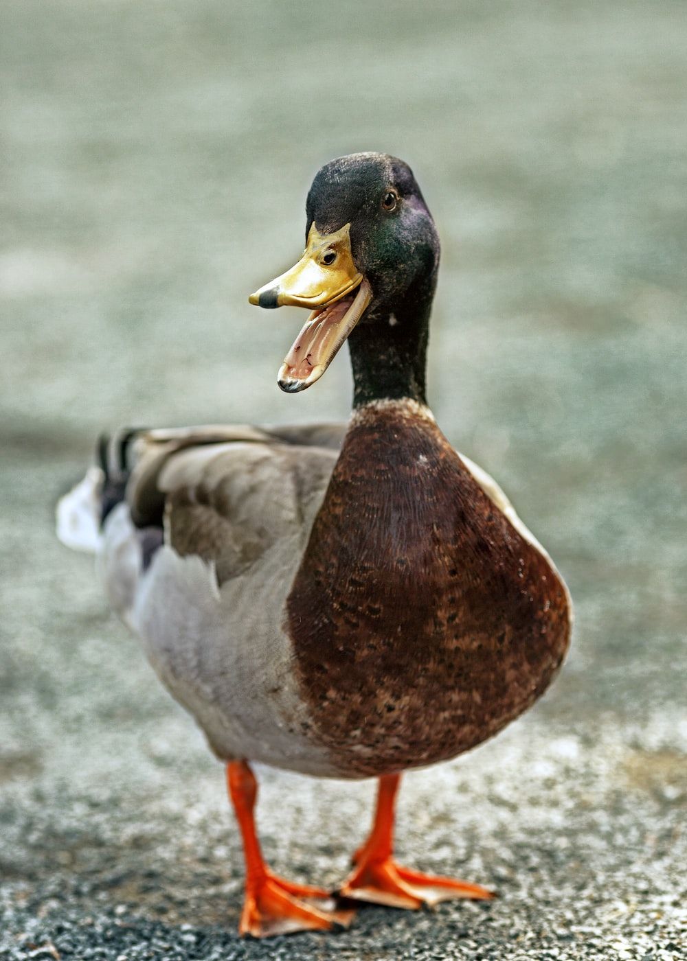 Duck Picture. Download Free Image