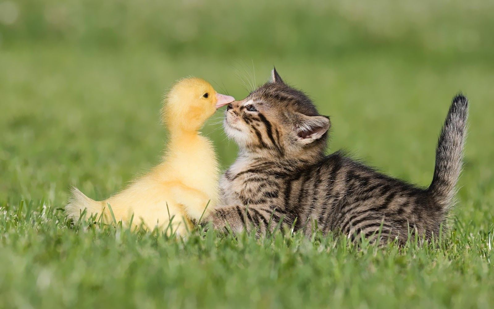 Cute Cat And Duck