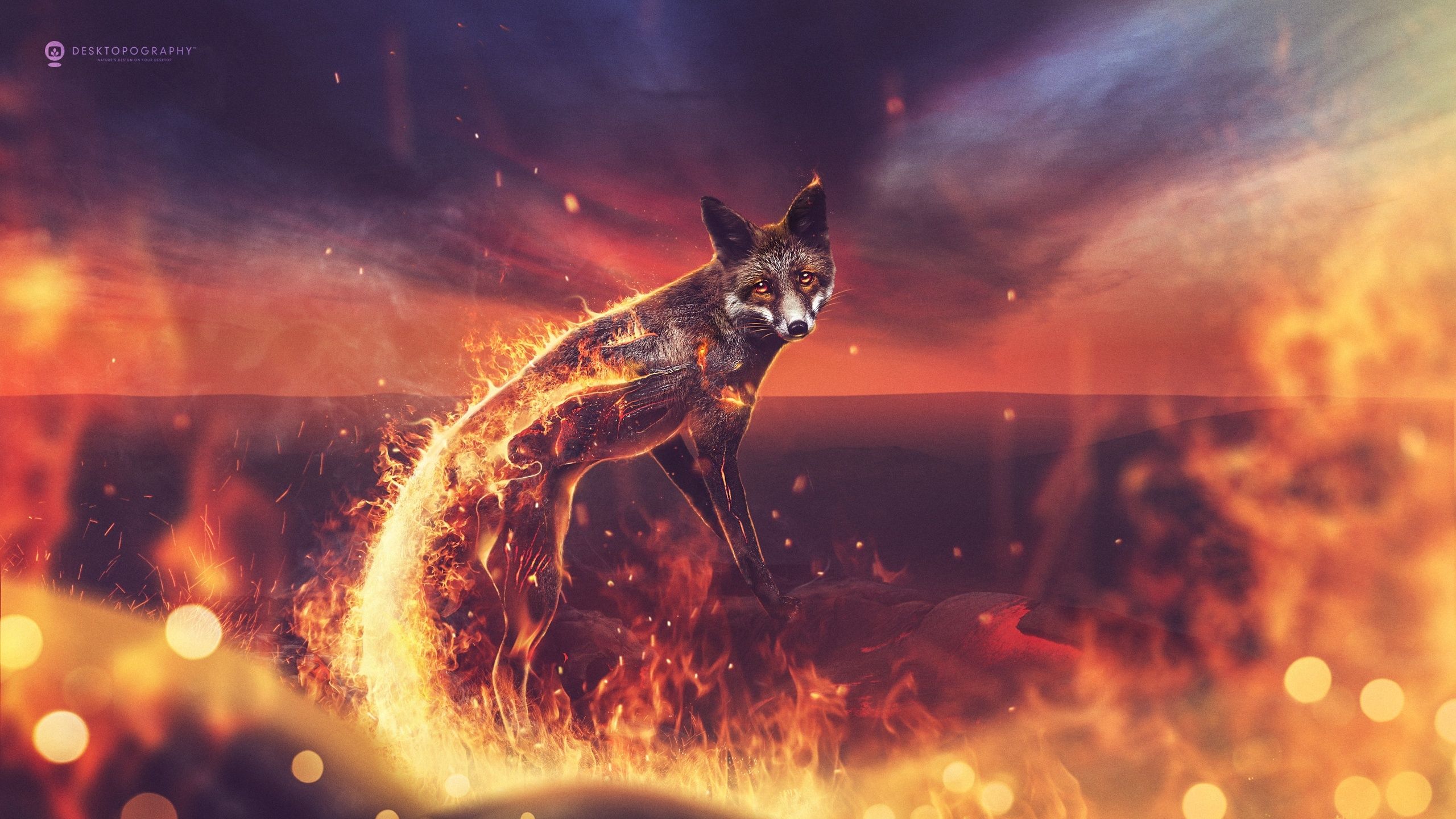 Fire Fox Wallpaper in jpg format for free download