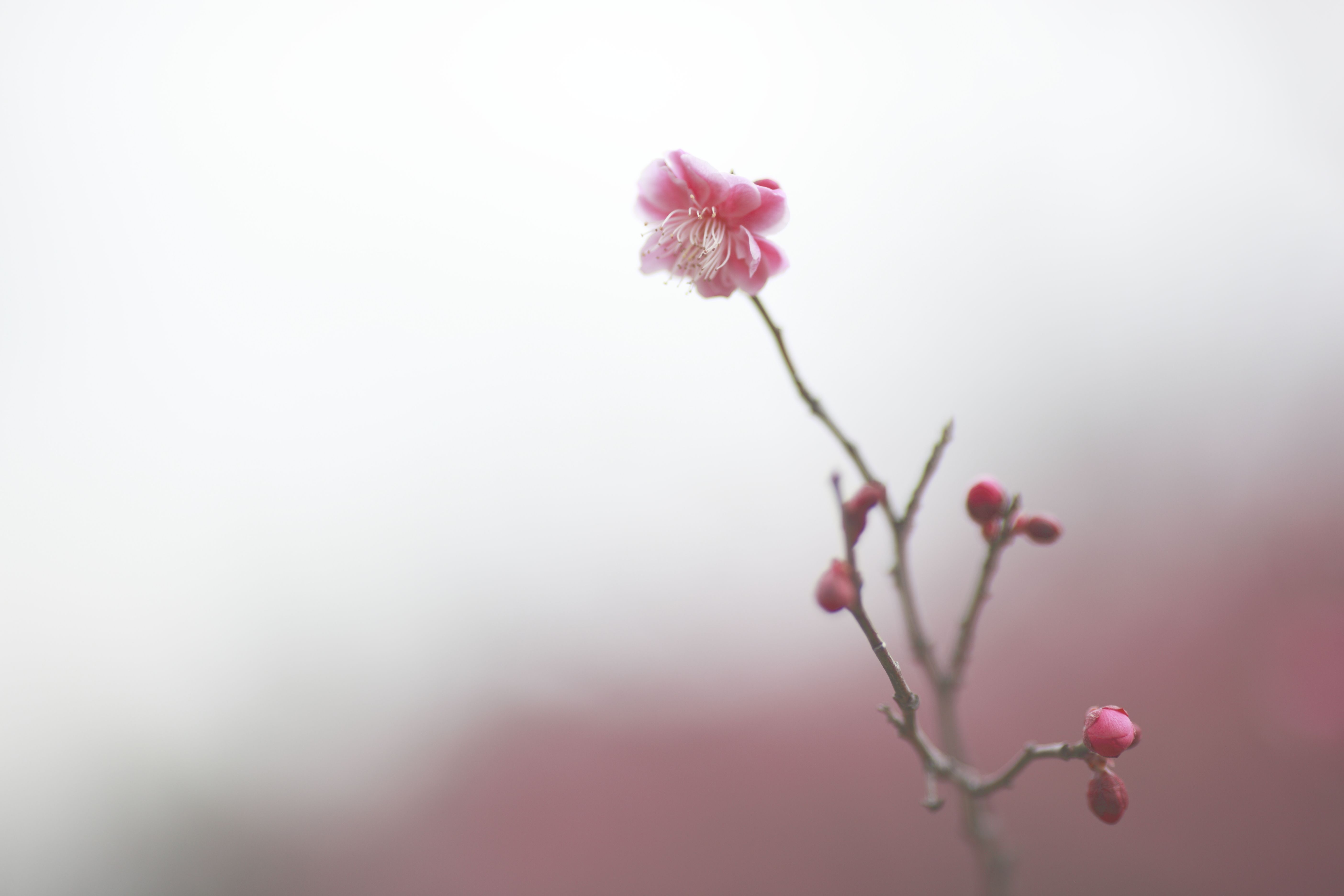 Wallpaper, red, sky, branch, morning, Canon, cherry blossom, pastel, pink, spring, color, flower, ume, flora, bud, petal, twig, computer wallpaper, close up, macro photography, plant stem 5616x3744