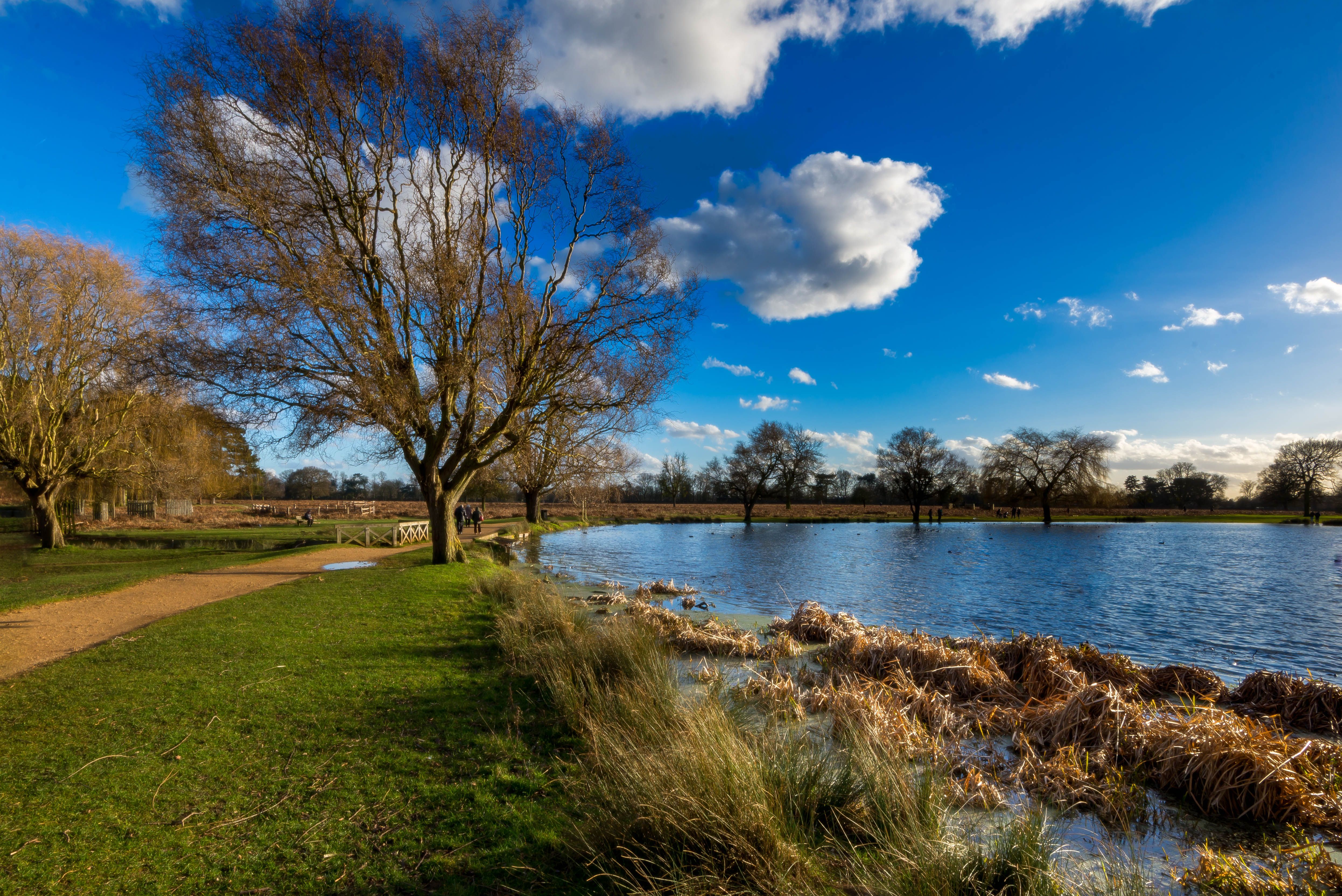 Wallpaper, London, parks, landscapes, bushypark, londonparks, royalparks, scenic, UK, colourful, Nikon, d600, michaeldavies, trees, springtime, lakes, water, teddington 4985x3328