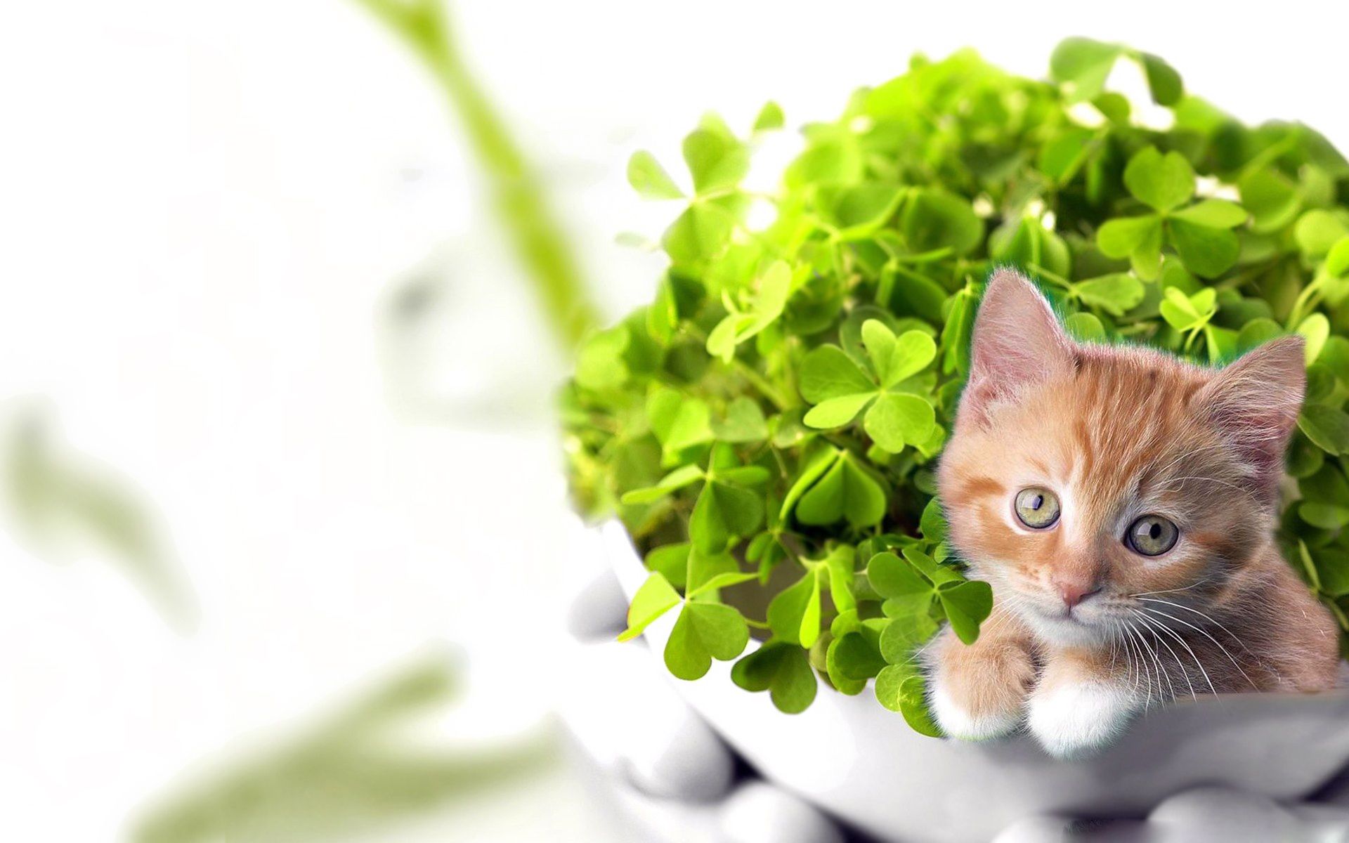 Free Desktop St. Patricks Day Wallpaper