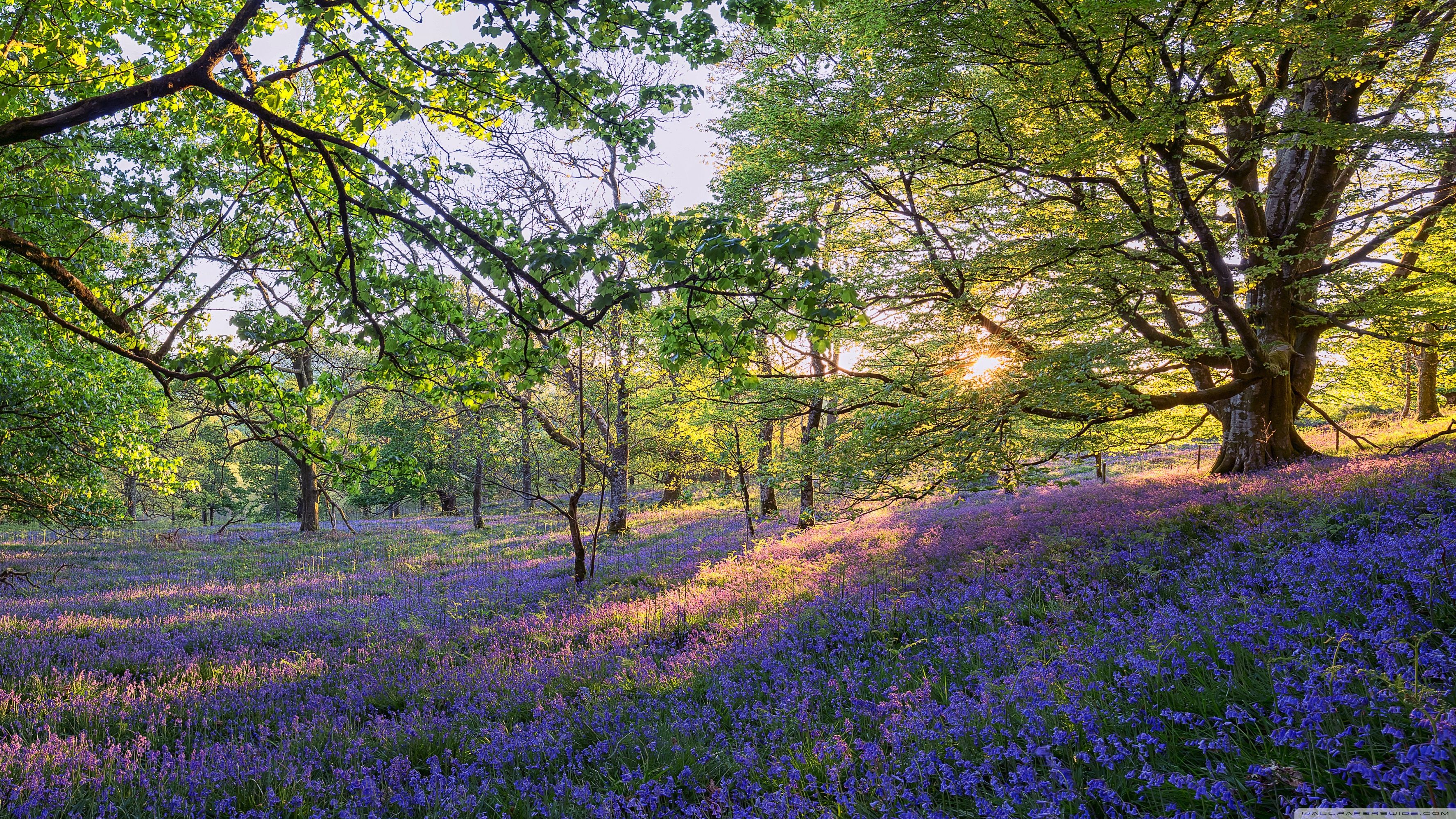 Spring Woodland Desktop Wallpaper