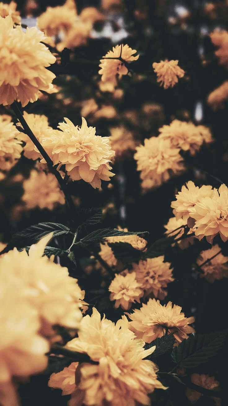 тapeтy na тeleғon ☼. Cute tumblr wallpaper, Spring wallpaper, Flower phone wallpaper