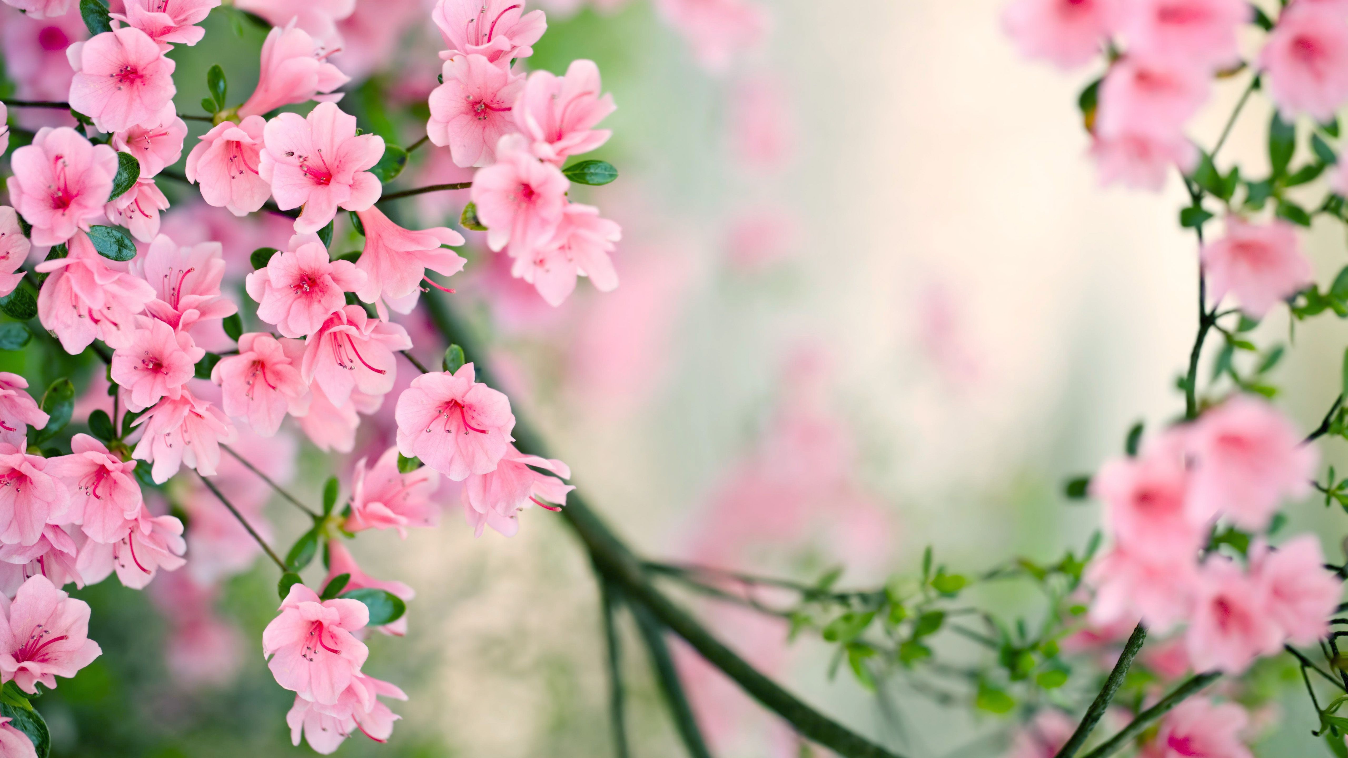 Awesome Nature Wallpaper Spring