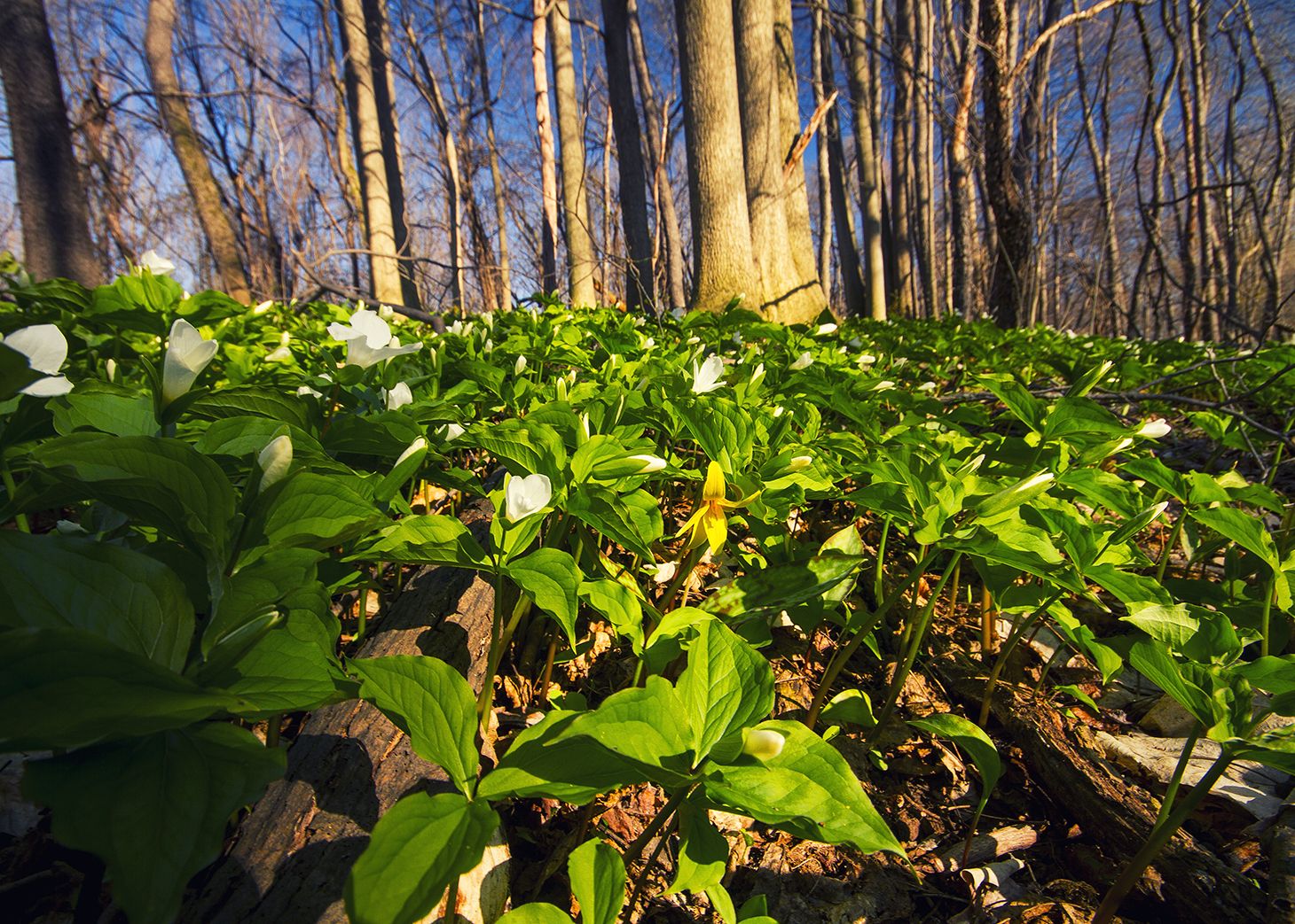 Wallpaper, flowers, home, Canon, woodland, trillium, woods, woodlands, springtime, troutlily, skaneateles, springephemerals 1460x1043