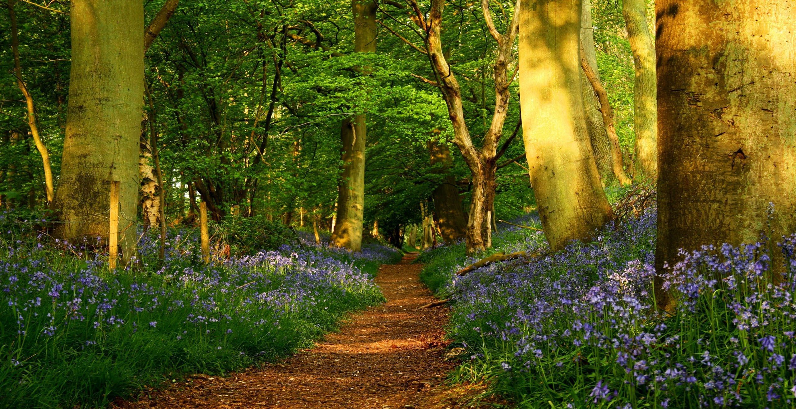 Woodland Spring Wallpapers Wallpaper Cave