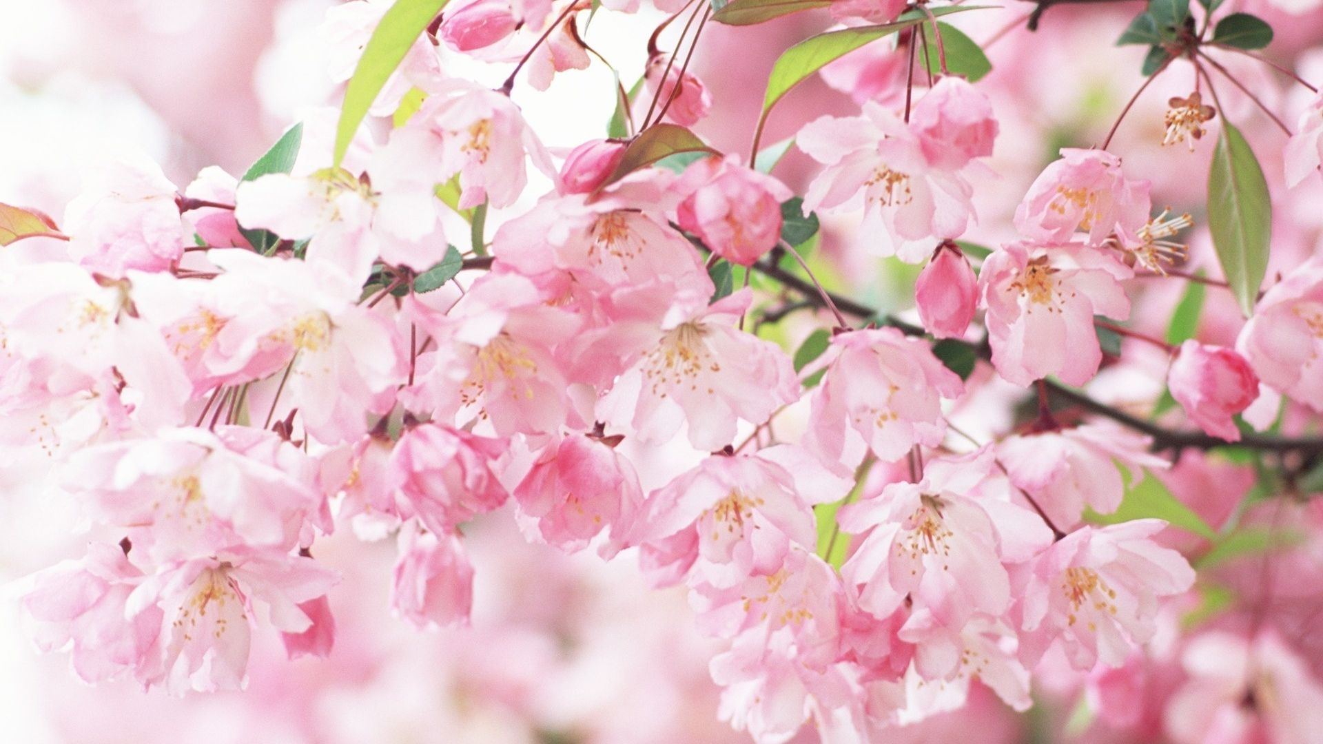 Free download Sakura Spring Flowers HD Wallpaper Sakura Spring Flowers [1920x1200] for your Desktop, Mobile & Tablet. Explore Spring Flower Wallpaper HD 3D. Spring Flowers Wallpaper, Free Spring