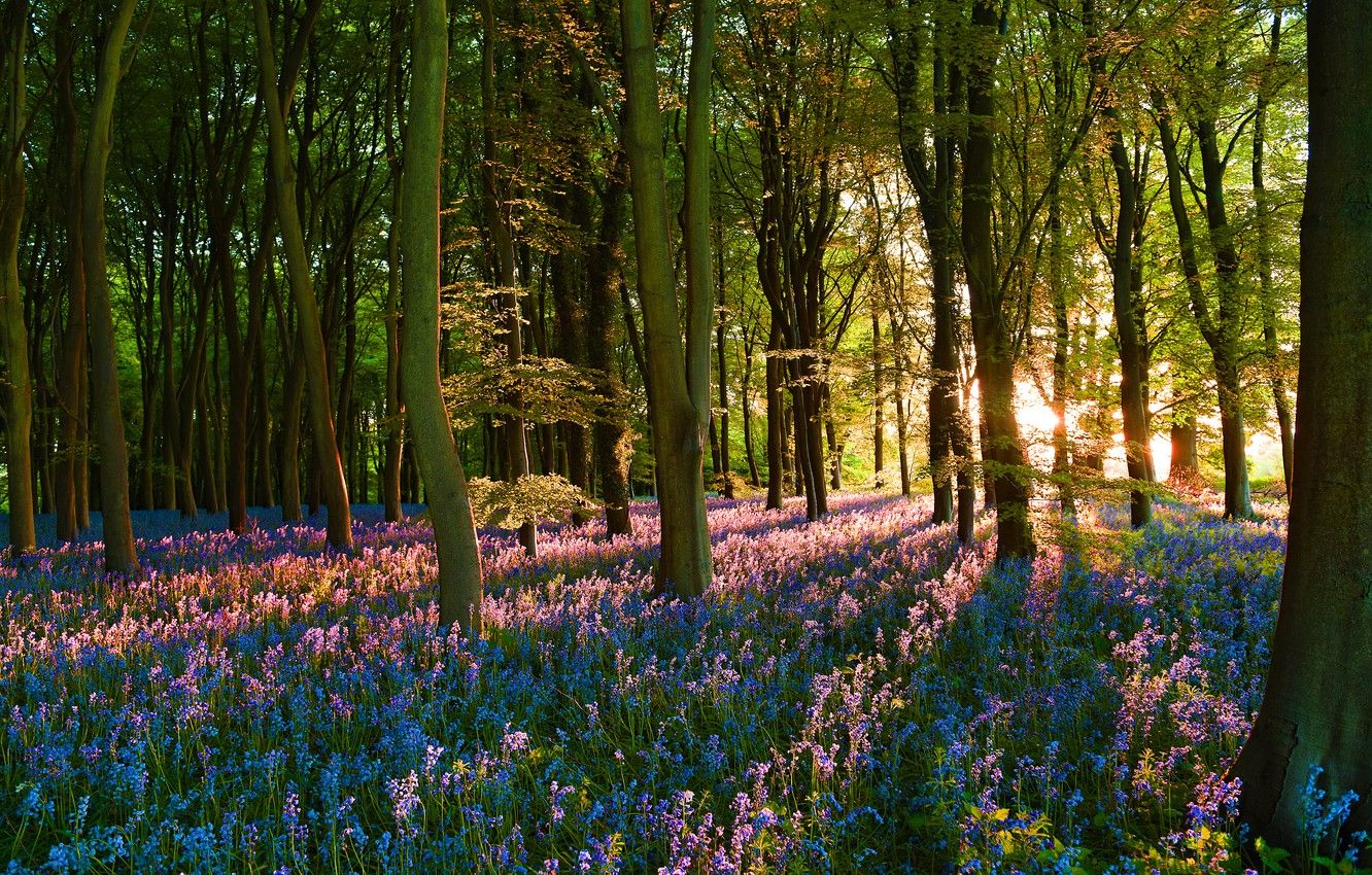 Wallpaper forest, the sun, rays, flowers, glade, spring image for desktop, section пейзажи