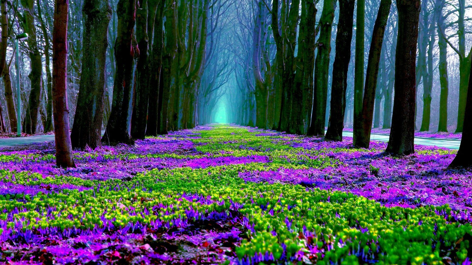 Forest Purple Flowers Spring Nature HD Wallpaper Free Photo