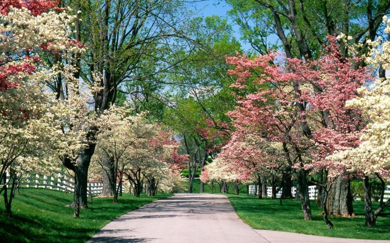 Nature Spring Background Photo