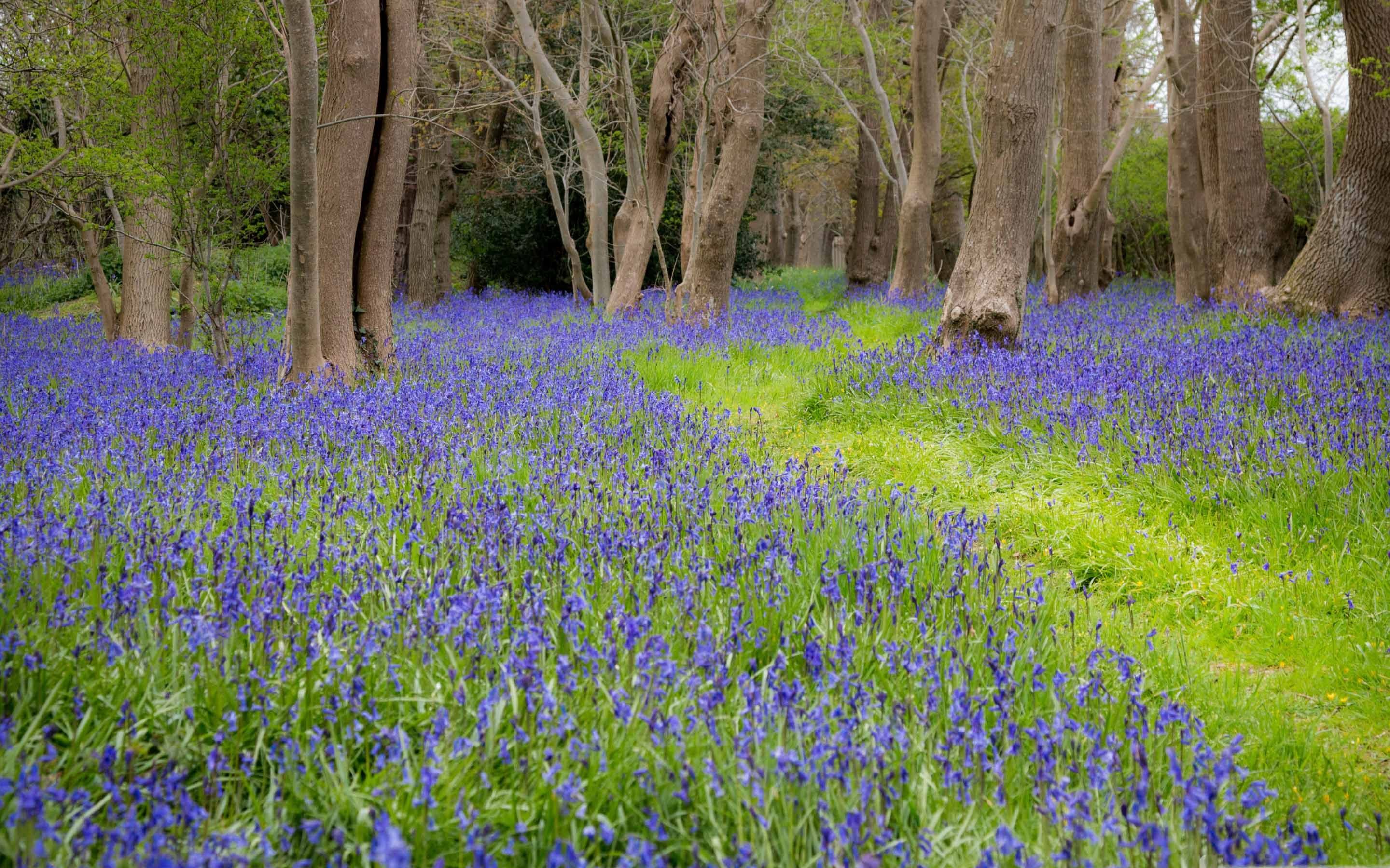 Bluebell Flowers Grove Spring MacBook Air Wallpaper Download