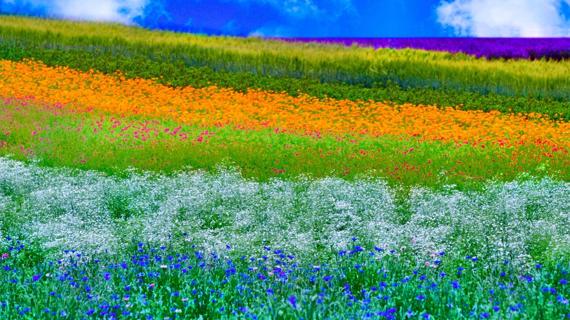 Spring Nature Colorful Meadow Wallpaper Download Free