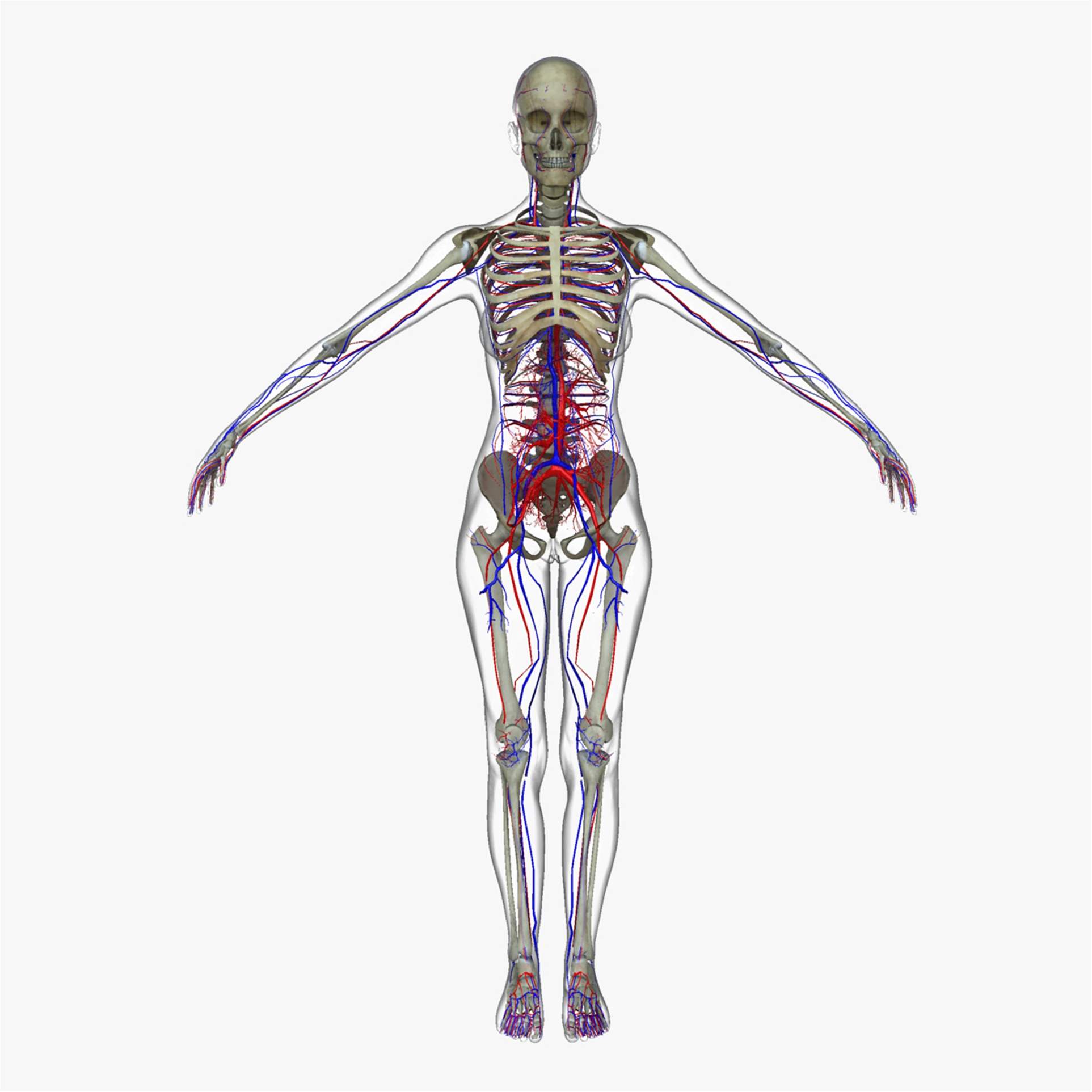 Female Circulatory System with Skeleton 3D Model