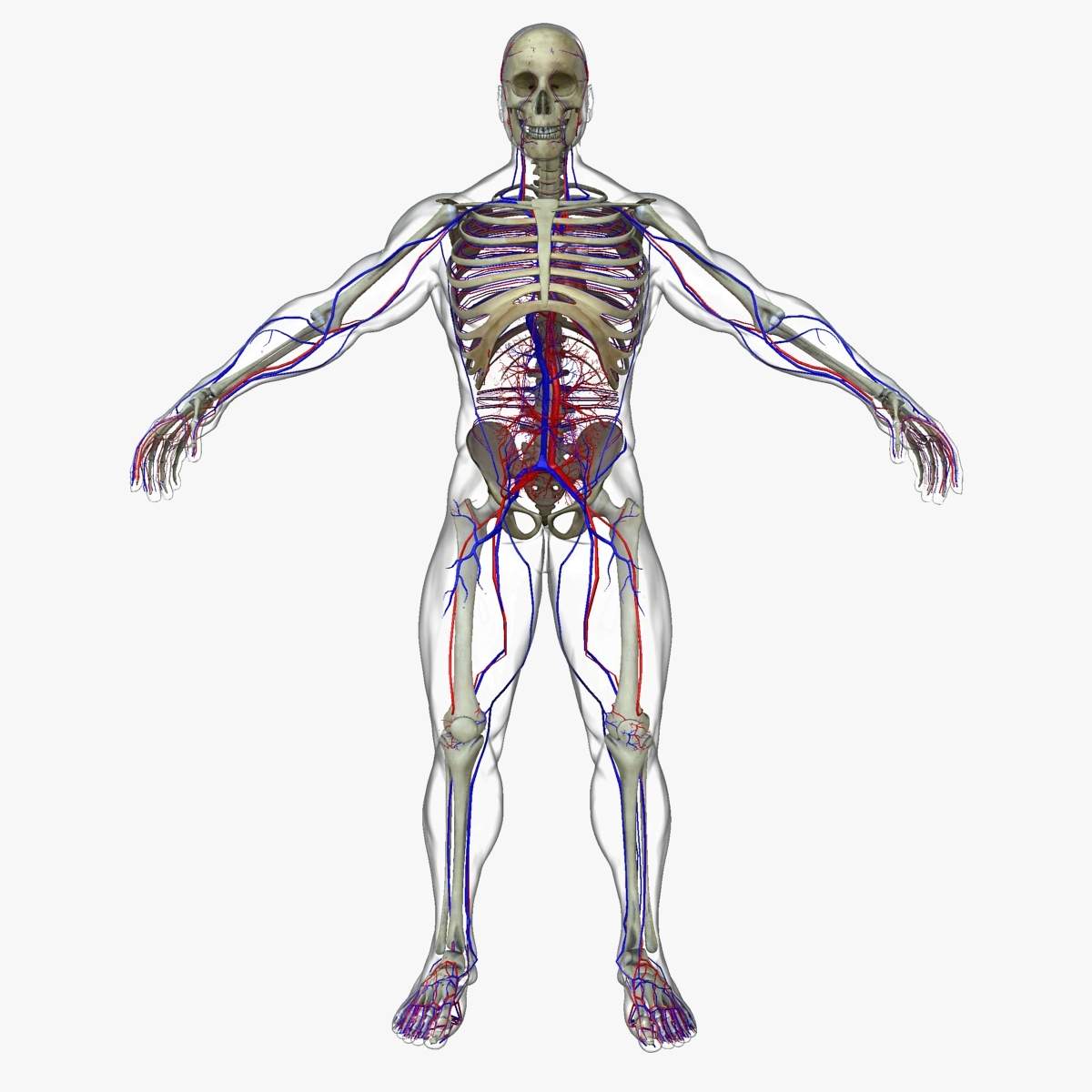 Male Circulatory System with Skeleton 3D Model