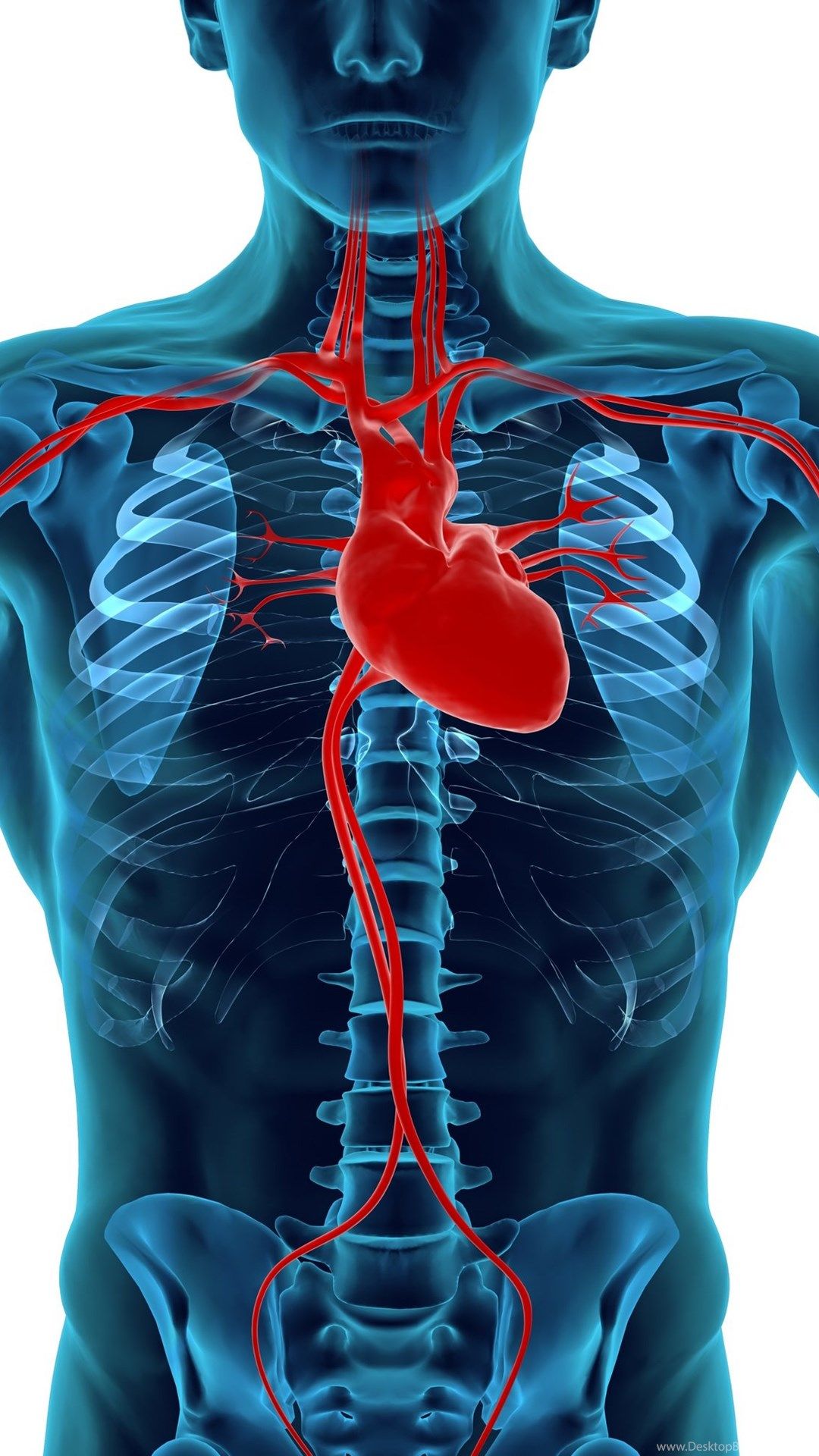 Description Human Heart And Circulatory System Desktop Background