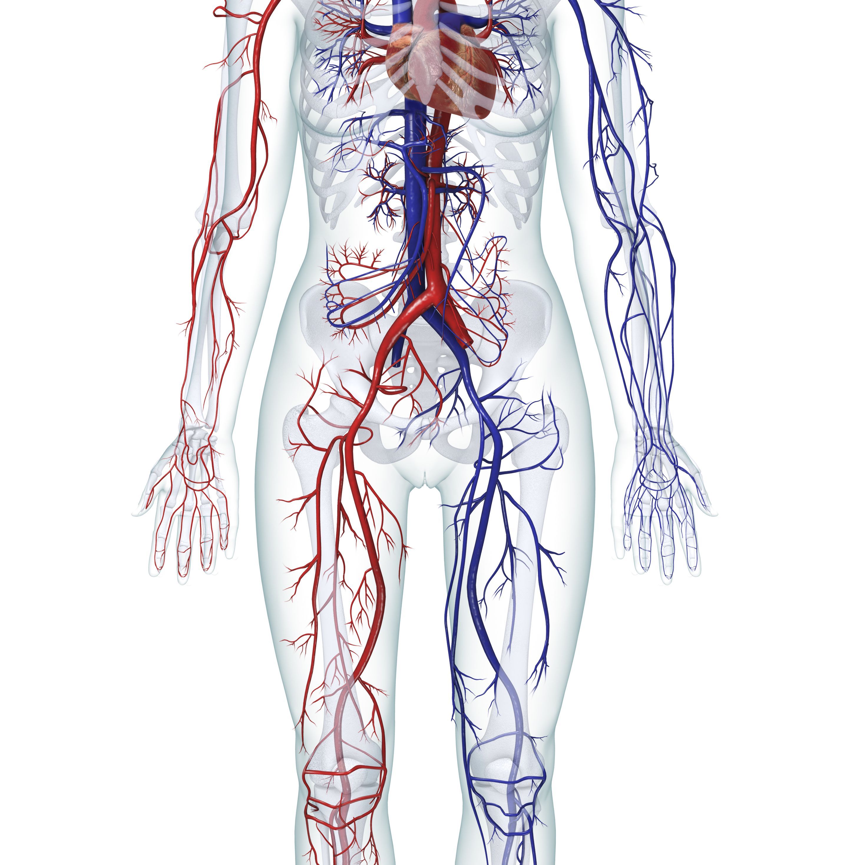 Кровеносная система человека Вена артерии