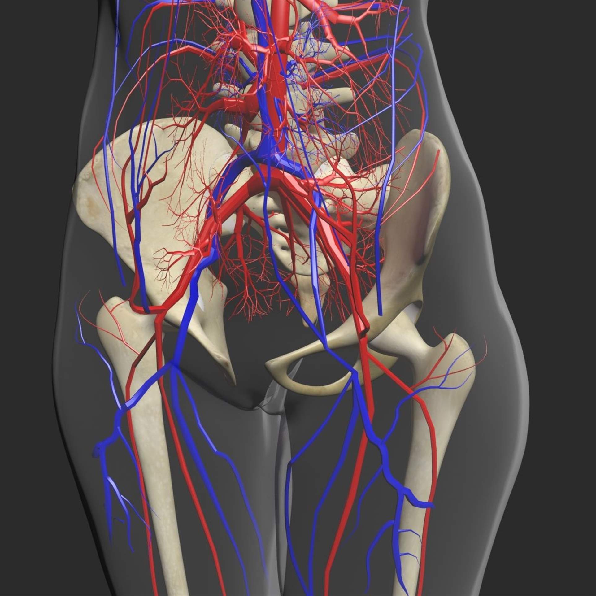 Circulatory System with Skeleton Combo 3D Model