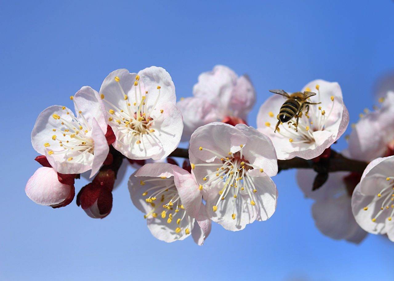 Photos Bees Insects Spring Apricot Flowers Branches