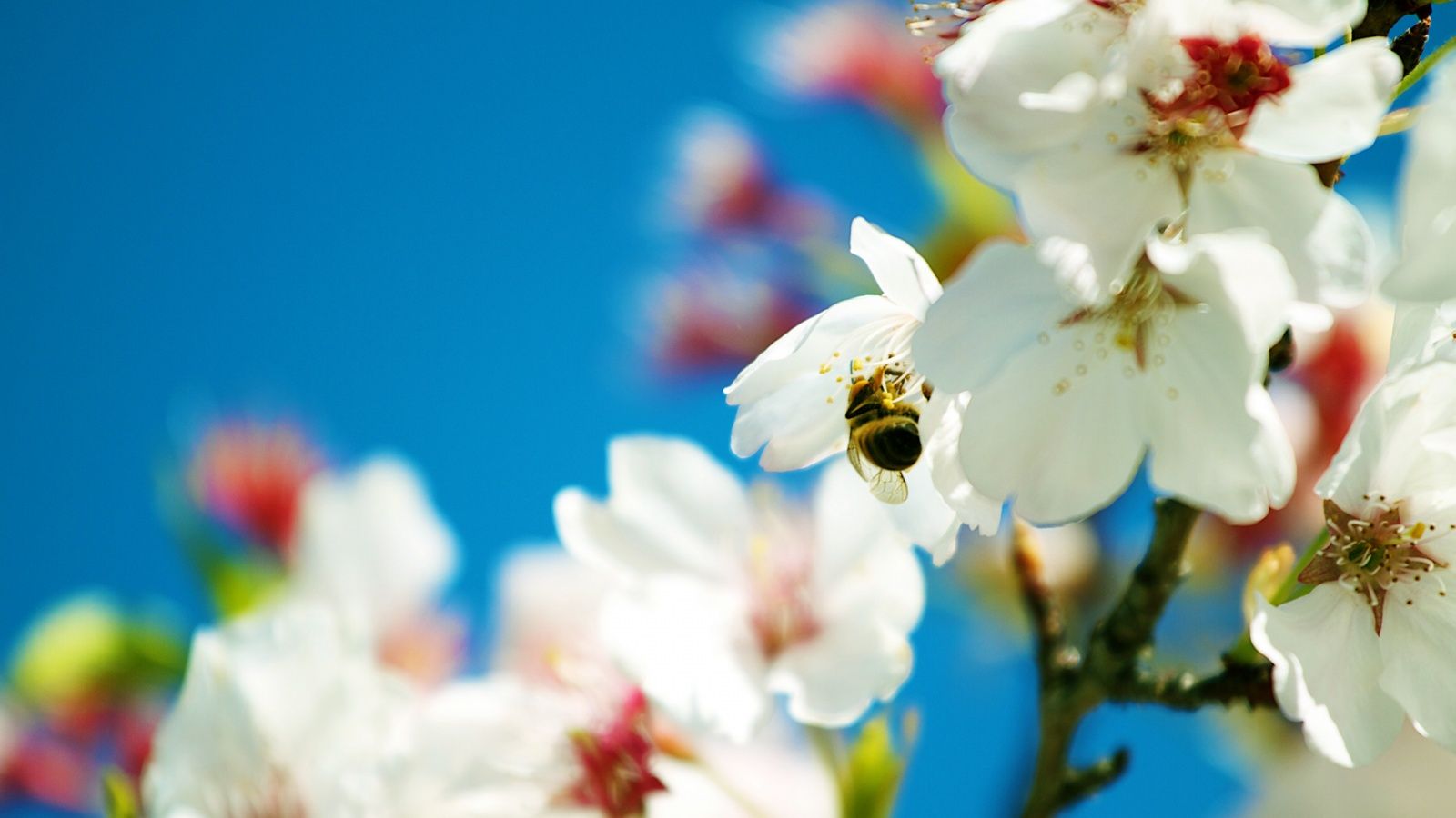 Spring Bee Wallpaper in jpg format for free download