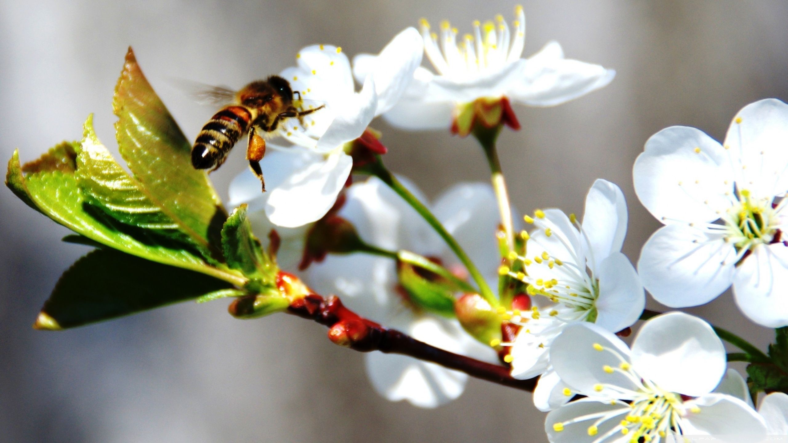 Spring Bees Wallpapers - Wallpaper Cave