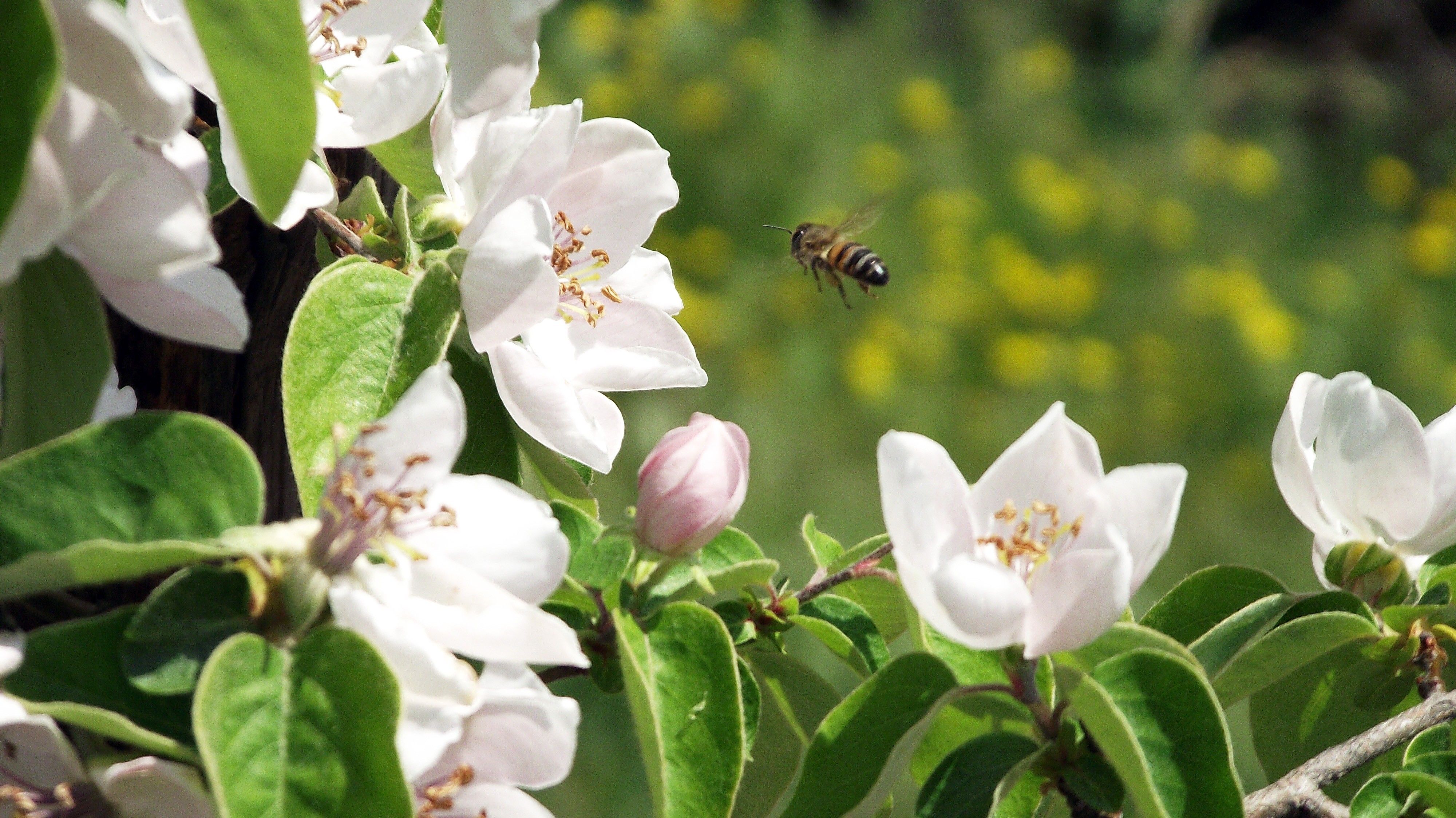 Spring Bees Wallpapers Wallpaper Cave