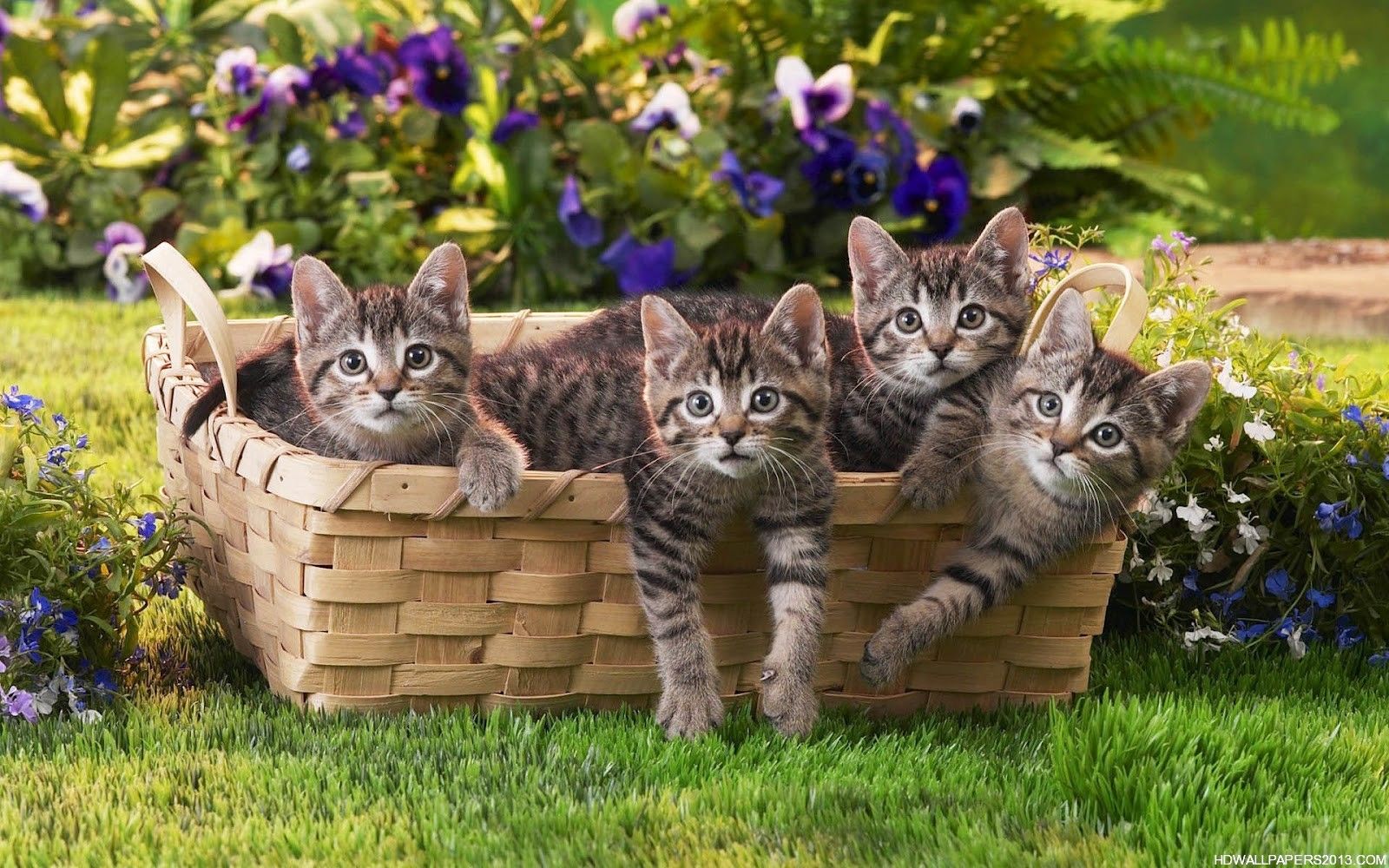 Kitten Wallpaper Free Download