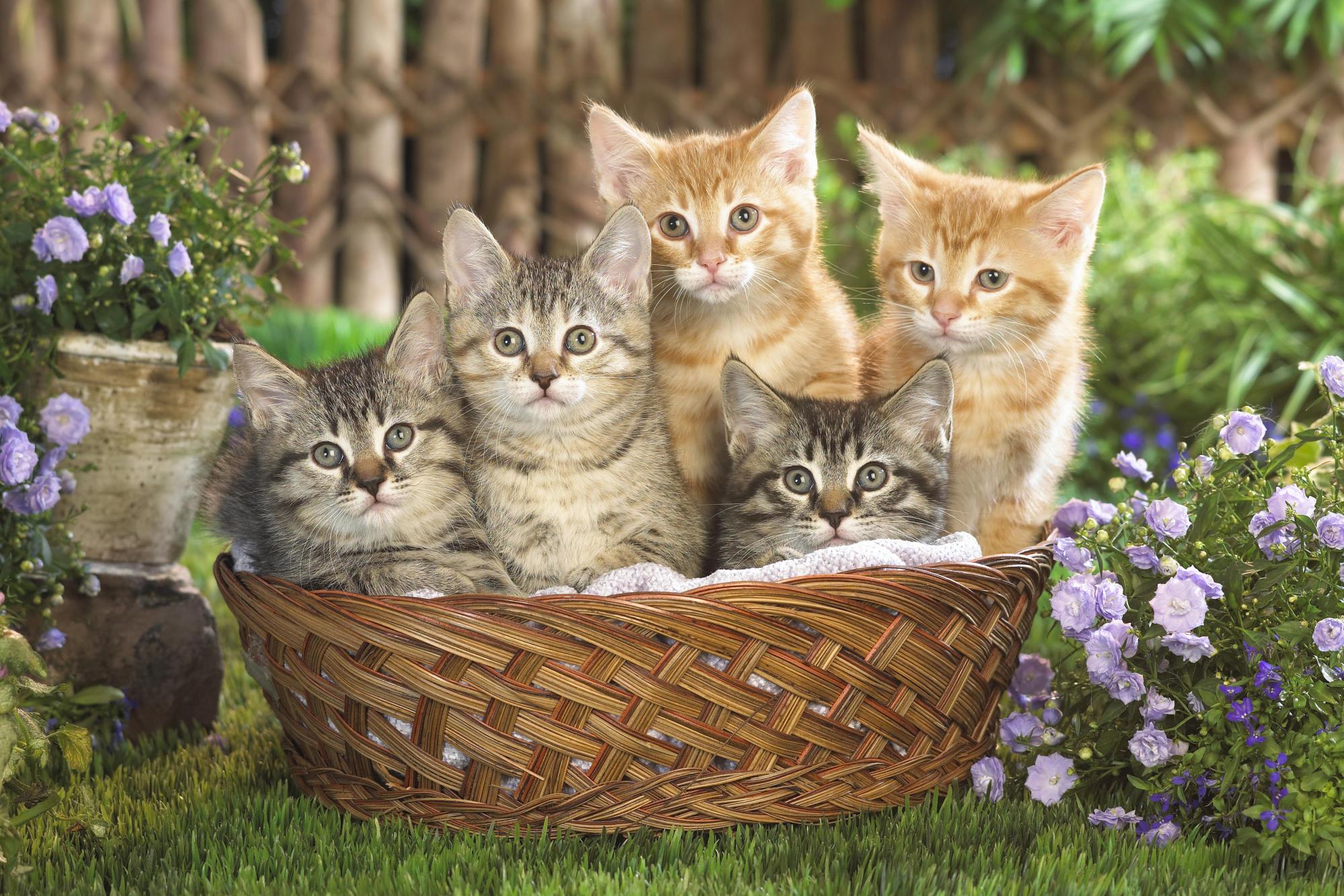 Картинки котиков. Kittens in a Basket Photographic Print on Canvas. Kittens in a Basket Photographic Print on Canvas animal.