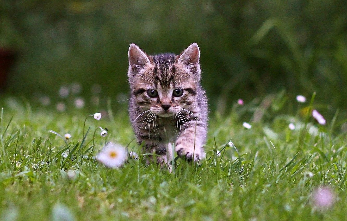 Wallpaper grass, kitten, cat image for desktop, section кошки