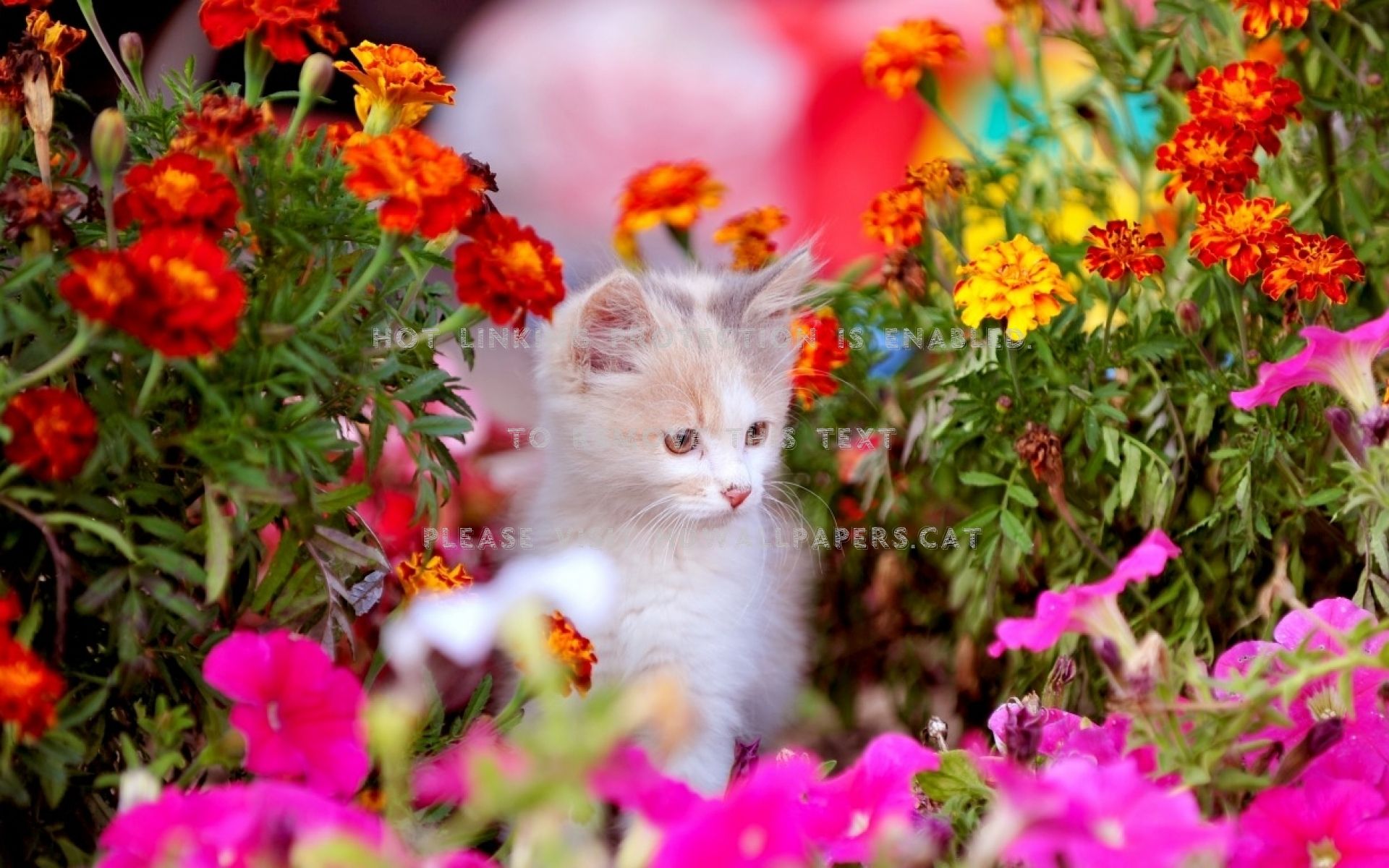 spring kitten cat flowers animal garden