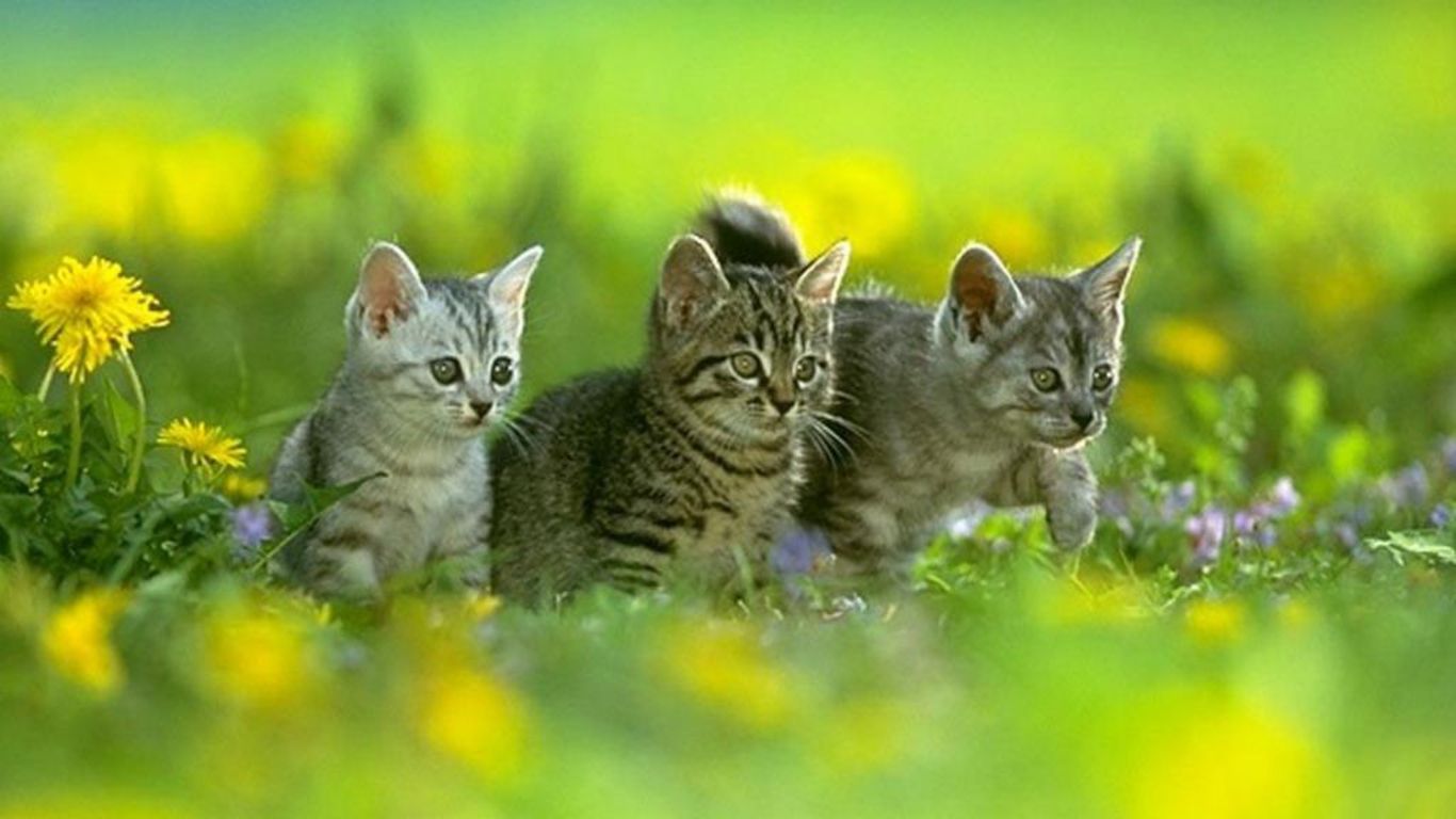 Free download Kitty Cat Wallpaper [1366x768] for your Desktop, Mobile & Tablet. Explore Kitty Cat Wallpaper. Cat Desktop Wallpaper, Cheshire Cat Live Wallpaper, 3D Cat Wallpaper