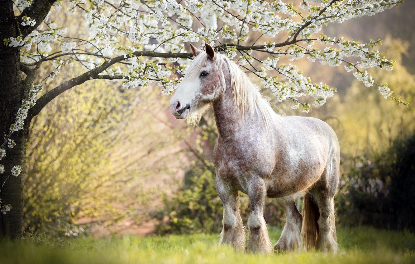 Wallpaper nature, tree, horse, spring image for desktop, section природа